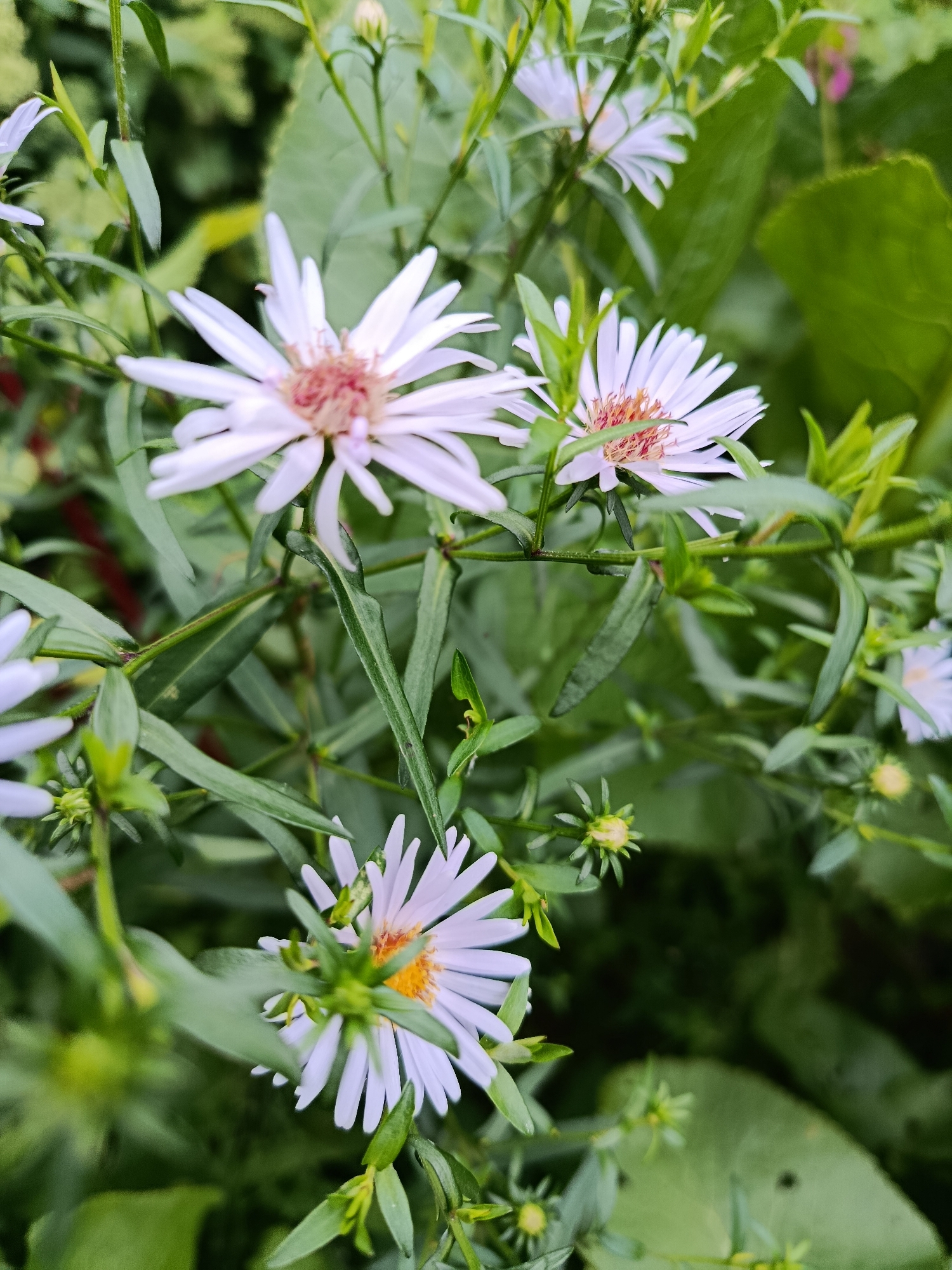 This is a close-up, eye-level, vertical, outdoor photograph of several white asters in bloom, set against a backdrop of lush green foliage. The flowers, with their delicate white petals and reddish-pink centers, are the primary subjects. They are clustered together on thin stems, some in focus and others blurred by the shallow depth of field. The environment appears to be a garden or natural setting, with various green leaves and buds visible throughout the frame. The lighting suggests it is daytime, with soft natural light illuminating the scene. The photograph was taken in the city of Vereya, Russia.