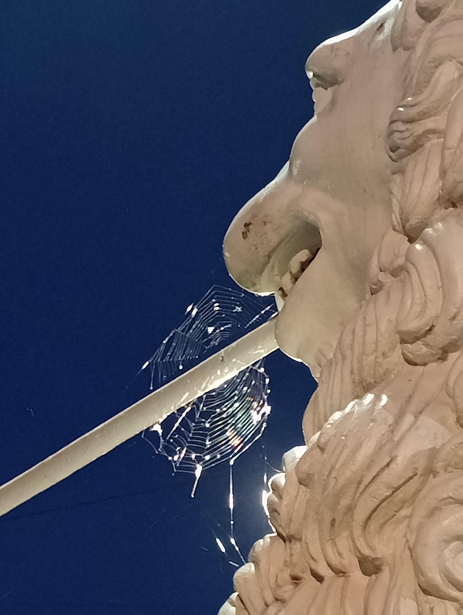 The image shows a close-up of a stone sculpture of a lion's head against a dark blue sky. A thin, white rod extends from the lion's open mouth, and a delicate spiderweb is attached to it, glistening with what appears to be moisture or dew. The sculpture is detailed, with visible texture and shadows suggesting it is made of stone. The spiderweb is intricate and appears to be in the process of being built or occupied. This scene is located at the St. Petersburg Narva Triumphal Arch, where a lion sculpture is part of the decorative elements.