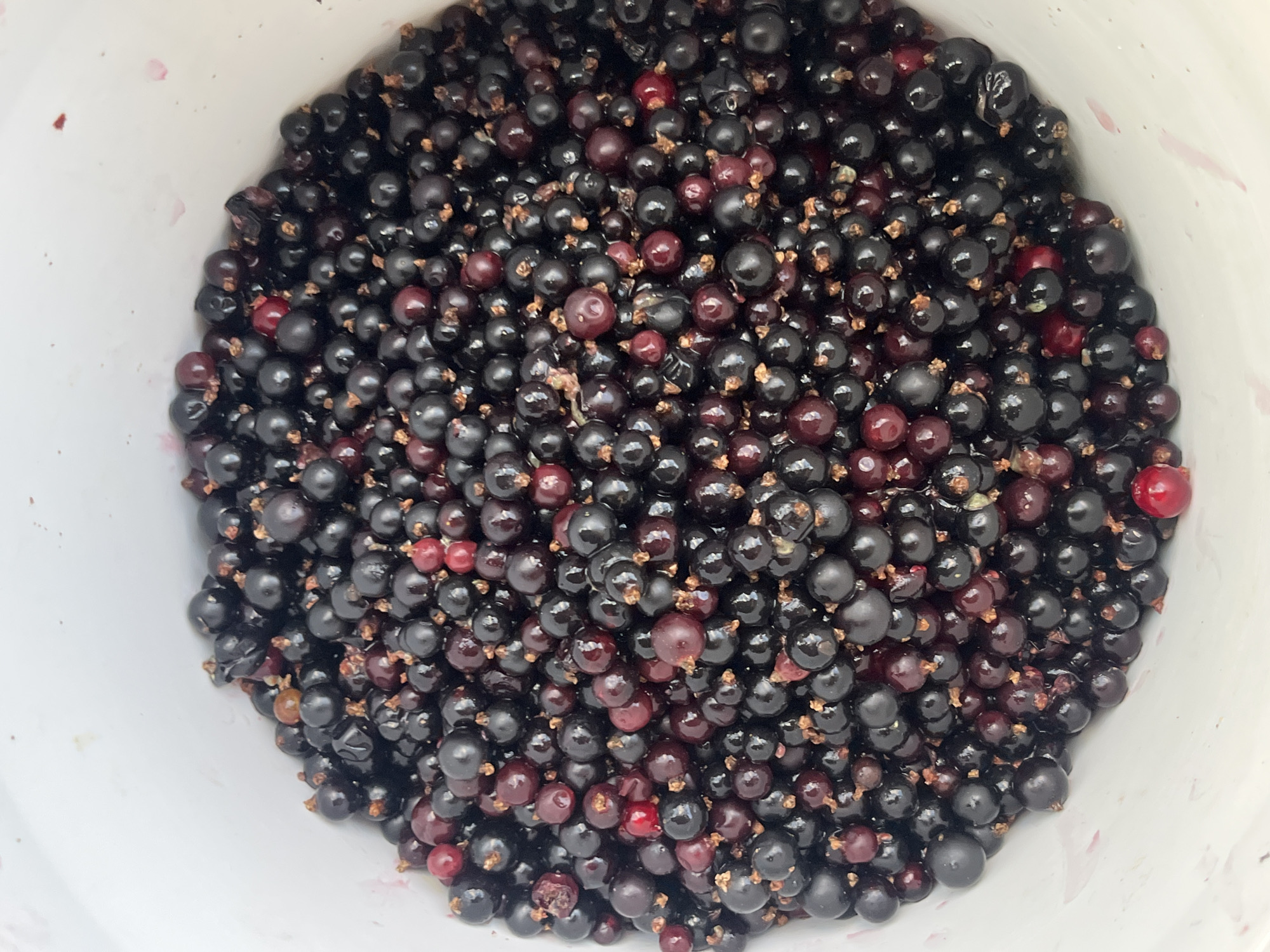 This media file is a close-up, overhead shot of a white bucket filled with fresh blackcurrants. The blackcurrants are the primary subject, appearing plump and dark, with a few lighter red or purple berries interspersed among them. Some of the berries show remnants of their stems. The blackcurrants fill the majority of the frame, suggesting a harvest or preparation for use. The white bucket provides a simple setting, with some faint pinkish stains visible on its inner surface, likely from the juice of the berries. The lighting appears natural and diffused, indicating it might be daytime, though no specific time of day is discernible. There are no people, animals, or other objects present in the frame, focusing solely on the berries. The overall impression is one of abundance and freshness, hinting at a rural or domestic scene related to fruit harvesting or preservation, possibly in the Koroviia region of Ukraine given the location context. There is no visible text in the image.