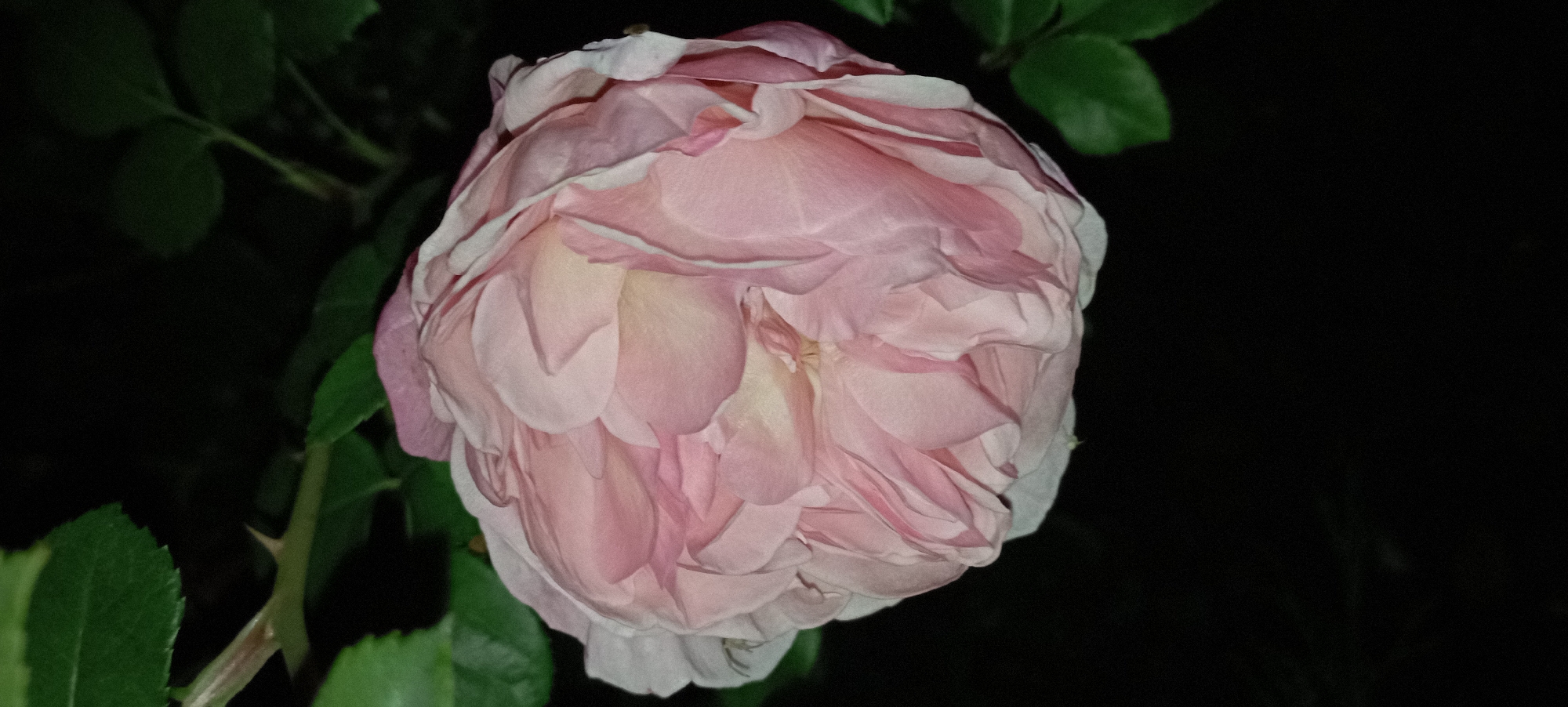 A close-up, dimly lit image captures a fully bloomed, pale pink rose. The rose's petals are tightly packed and ruffled, with some edges appearing slightly lighter, almost white. The background is dark and out of focus, with hints of green leaves and a thorny stem visible in the upper left corner. The lighting suggests it may be nighttime or a very shaded area. There are no people or animals visible in the frame. The scene does not contain information that allows for determining its location in Radisne, Ukraine.
