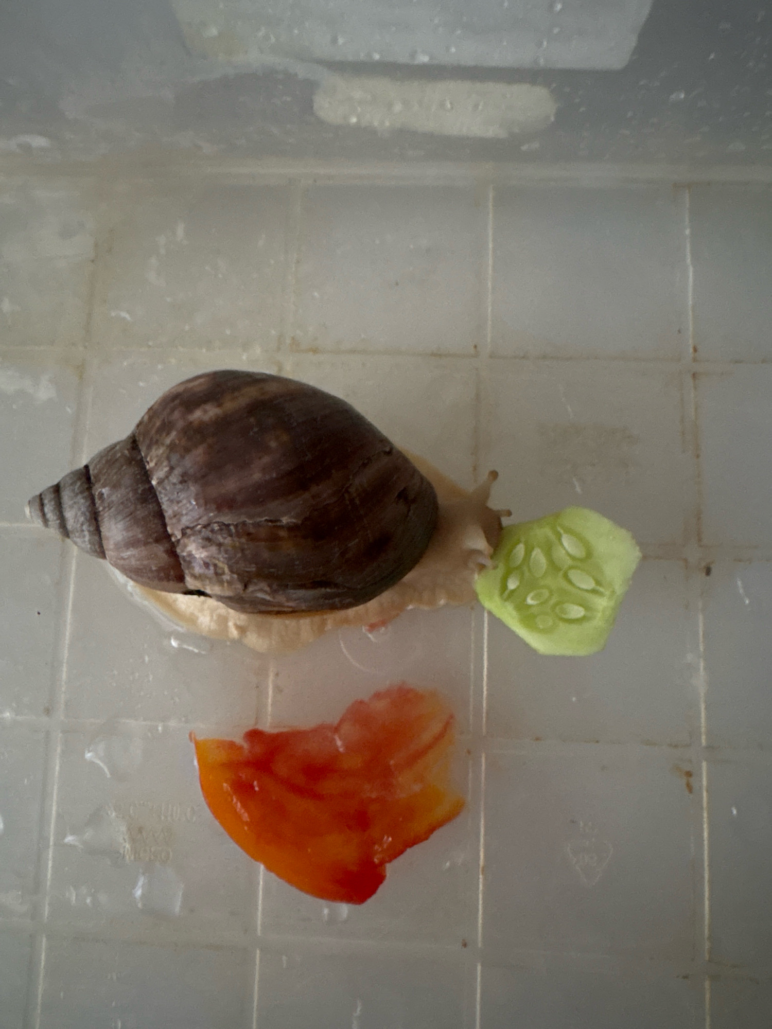 A large snail with a brown, spiraled shell is positioned on a white, grid-patterned surface, likely a plastic container. The snail is partially out of its shell, revealing a pale, fleshy body. In front of the snail, a slice of green cucumber with visible seeds is placed. To the left and slightly below, a piece of red tomato is visible. The background consists of the interior of a clear plastic container with water droplets and some smudges. The image does not provide any information about the location in the city of Ternopil, Ukraine.