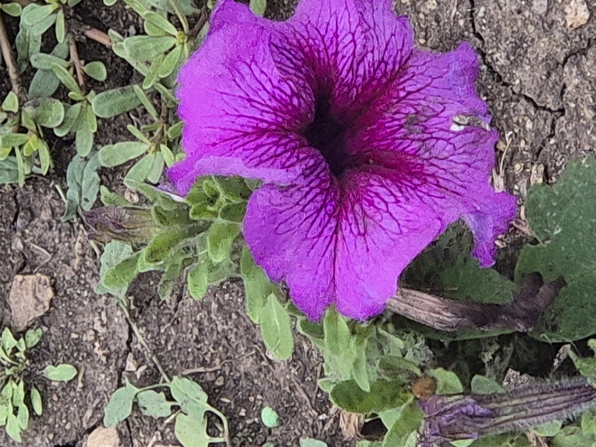 This is a close-up, slightly blurry, vertical, full-shot photograph of a vibrant purple petunia flower in bloom, centered in the frame. The flower has a ruffled texture and dark veins radiating from its throat. It is surrounded by green foliage and set against a background of dry, cracked earth with scattered small pebbles and some lighter green ground cover. The image appears to have been taken outdoors in natural light. The location in Kokshetau, Kazakhstan, is not discernible from the visual information in the photograph.
