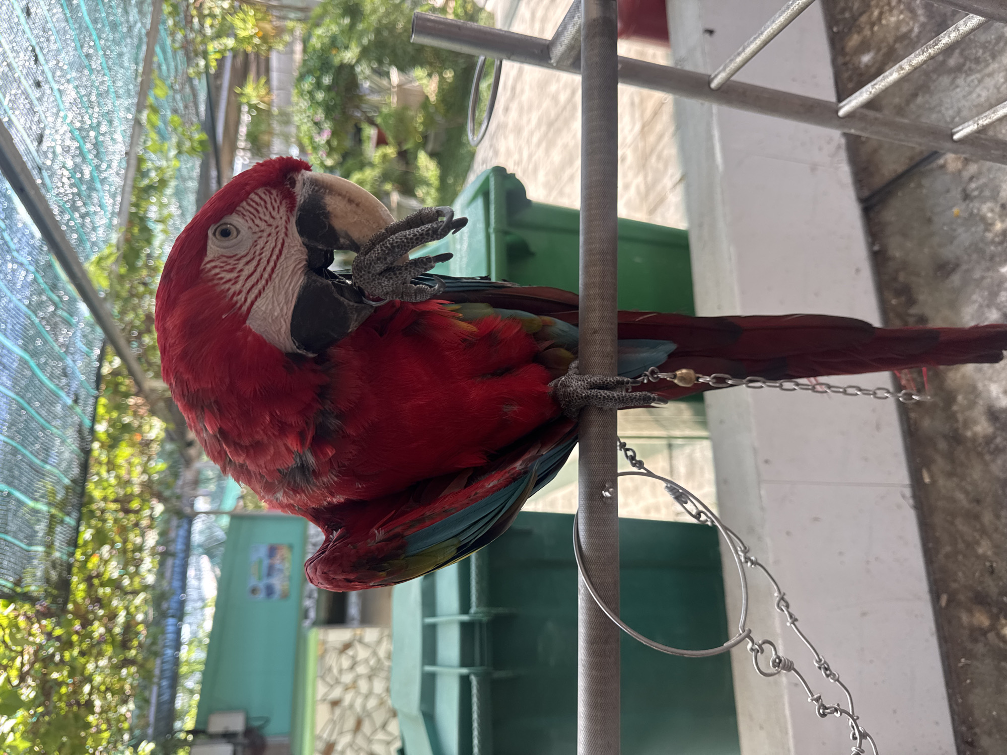 A red and green macaw sits perched on a metal bar, its body mostly facing to the left with its head turned to the right and its beak nibbling at something. The macaw has bright red feathers on its head and body, with blue and green feathers visible on its wings and tail. A metal chain is attached to its leg. In the background, two large green bins are visible, along with a white wall and a tiled floor. Above, a green mesh canopy with sunlight filtering through it covers the area. The overall environment appears to be an outdoor enclosure, likely in an aviary or a similar setting within a park or zoo in Phước Hải, Vietnam.
