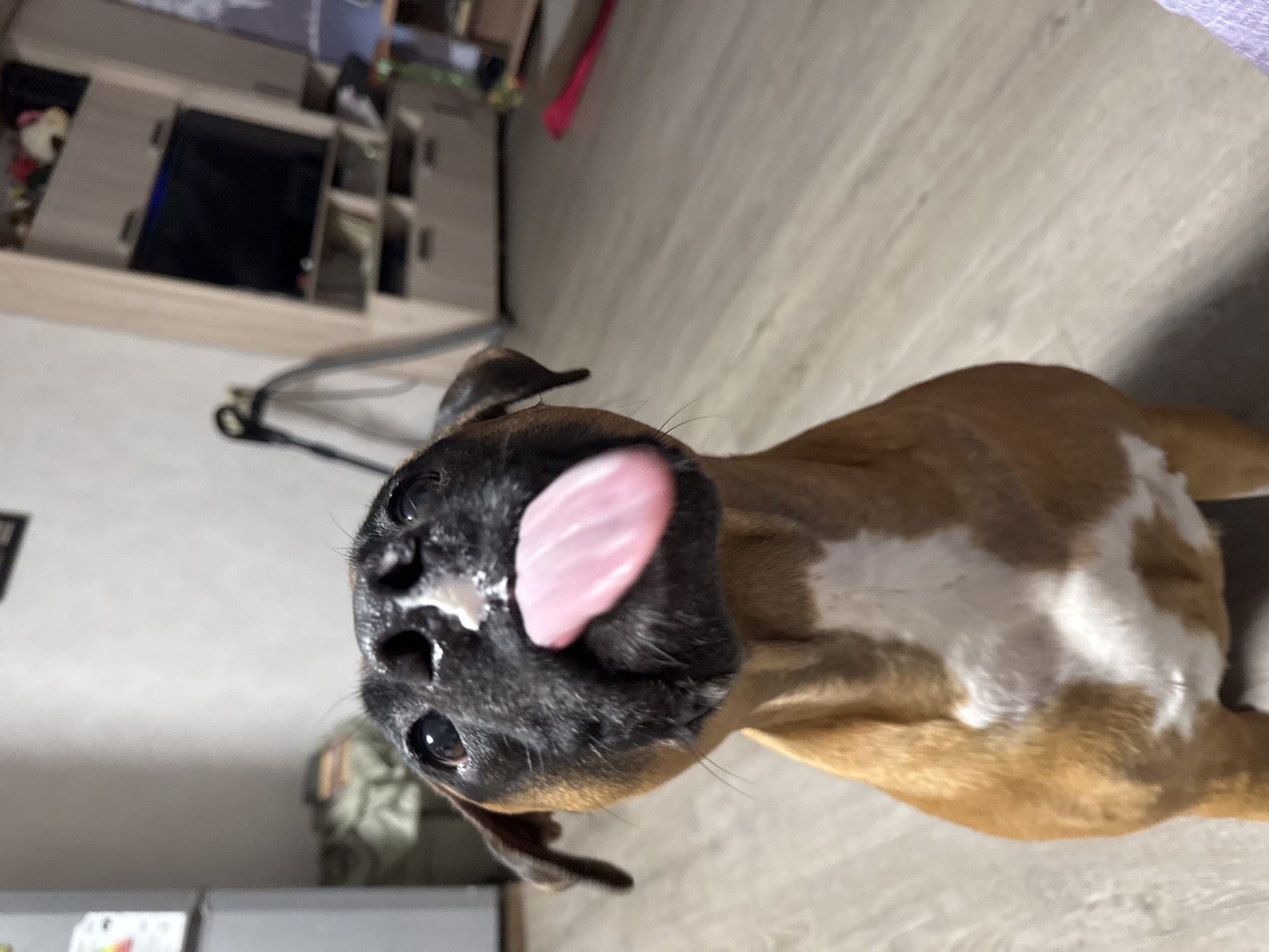 A close-up shot features a brown and white Boxer dog with its tongue sticking out. The dog's nose is black and has small white spots. The background includes a wooden floor, a cabinet, and part of a television. The location is potentially indoors, possibly in an apartment or house. The photo may have been taken in Chaikovsky, Russia.