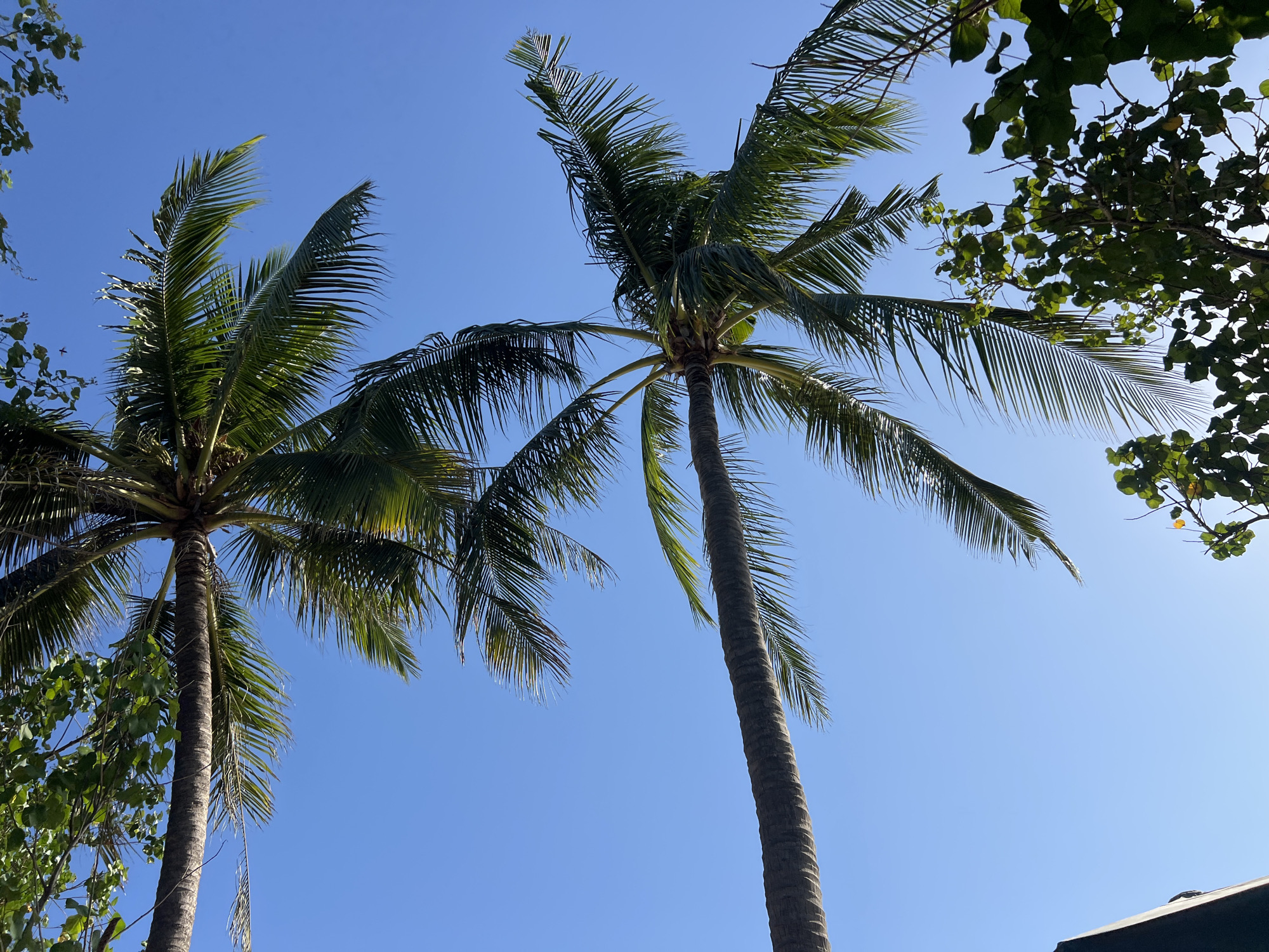 The image shows a low-angle view of two palm trees against a clear blue sky. The fronds of the palm trees are green and detailed, with some leaves appearing wind-blown. In the foreground and upper corners, there are some other green leaves and branches from different trees. The overall scene suggests a tropical or subtropical location. Given the context of Kuta, Indonesia, this scene is likely representative of a beach or park area within the city. There are no people or specific objects that indicate an action or interaction, making it a static environmental shot.