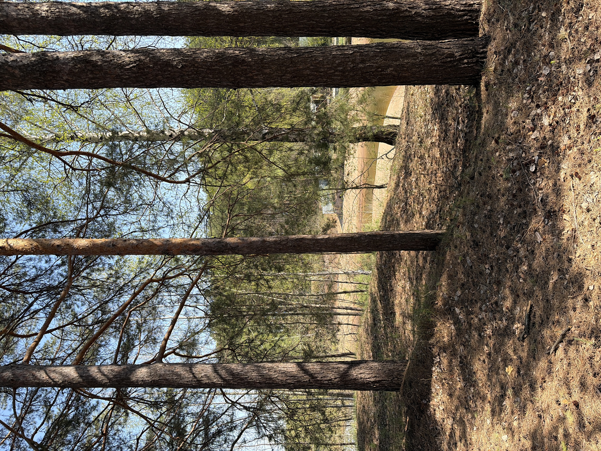 The image depicts a forest scene, potentially located near the city of Chaikovsky, Russia, given the context. The viewpoint is low, as if the camera is placed near the ground. Several tree trunks dominate the foreground, oriented vertically. The ground is covered in brown leaf litter and pine needles. In the background, more trees are visible, creating a sense of depth and suggesting a forest landscape. A body of water is distantly visible through the trees, possibly a river or lake. The sky is visible through the tree branches. There are no people present in the image.