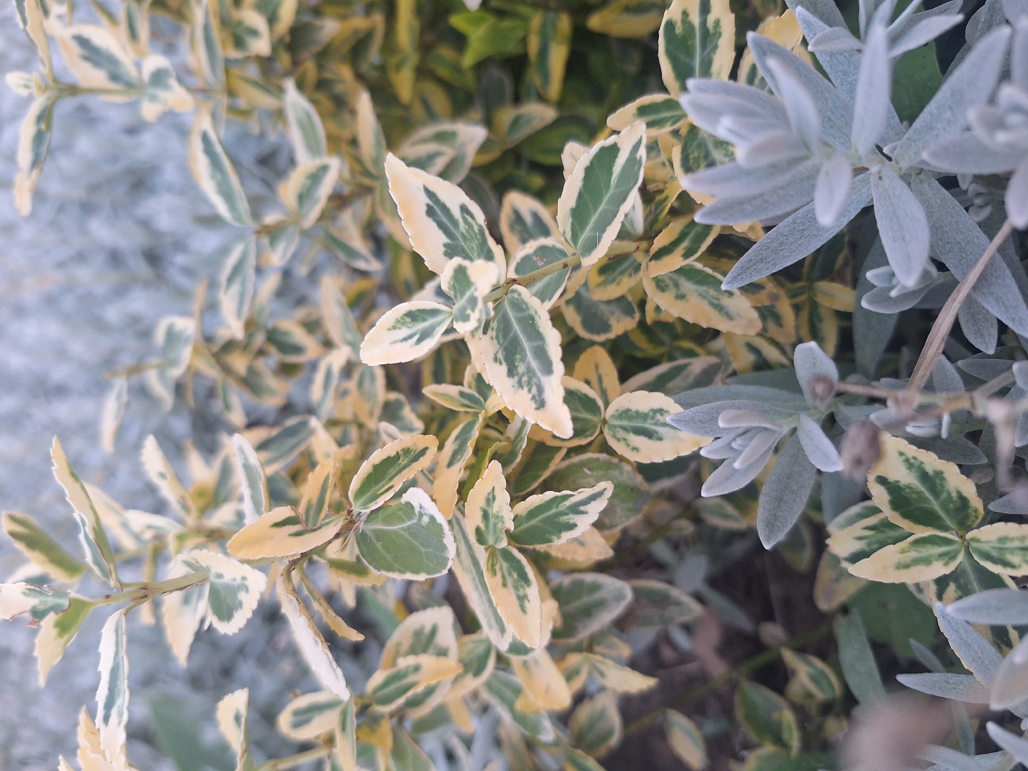 The image depicts a close-up view of foliage in an outdoor setting. The primary subjects are a cluster of plants with variegated leaves, showcasing a mix of green and creamy yellow coloration, along with some paler, fuzzy-looking plants in the foreground. The background is out of focus, appearing as a soft blur of muted colors. The lighting suggests it might be daytime, possibly overcast or in the shade. The environment appears to be a garden or a natural area with dense vegetation. There are no visible people or discernible actions occurring. The overall impression is one of natural detail and texture in a plant-filled landscape.