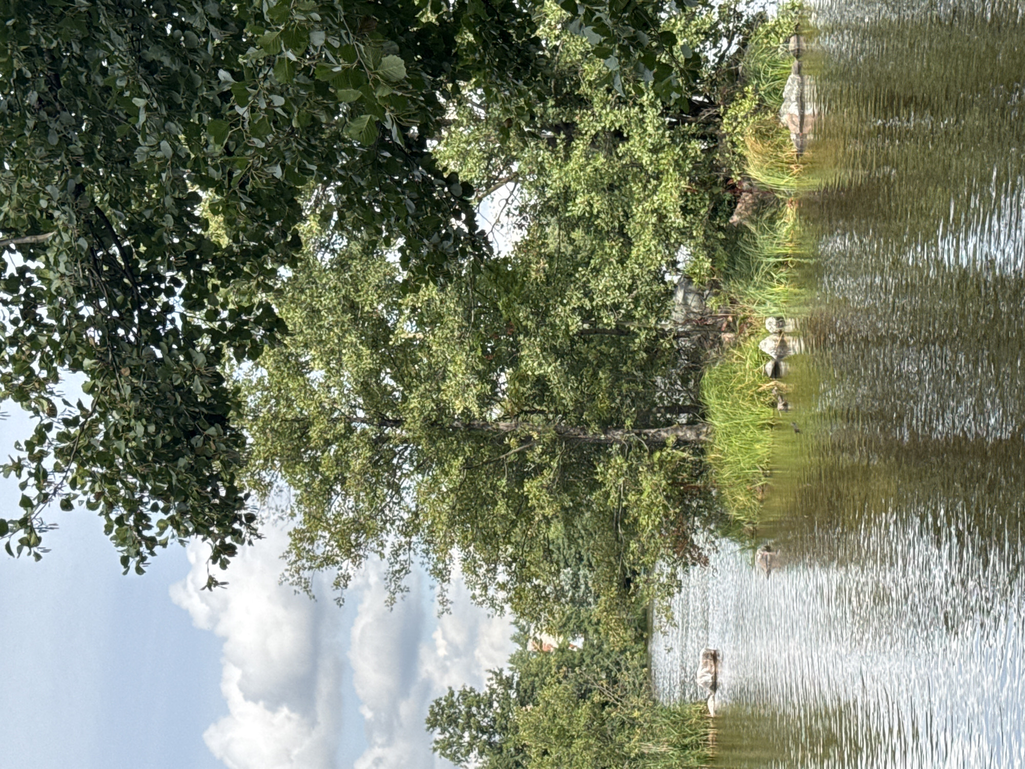 The image depicts a natural scene with a body of water, lush green trees, and a cloudy sky. The foreground shows the surface of the water with ripples reflecting the surrounding greenery and sky. Several rocks are visible along the water's edge, some partially submerged. Dense foliage from trees overhangs the water, with various shades of green leaves creating a rich texture. The background reveals more trees and a building peeking through the leaves. The overall impression is of a tranquil, natural environment. Based on typical scenery in the area, this could be a location within the city of Sestroretsk, Russia, potentially near a park or nature reserve with waterways.