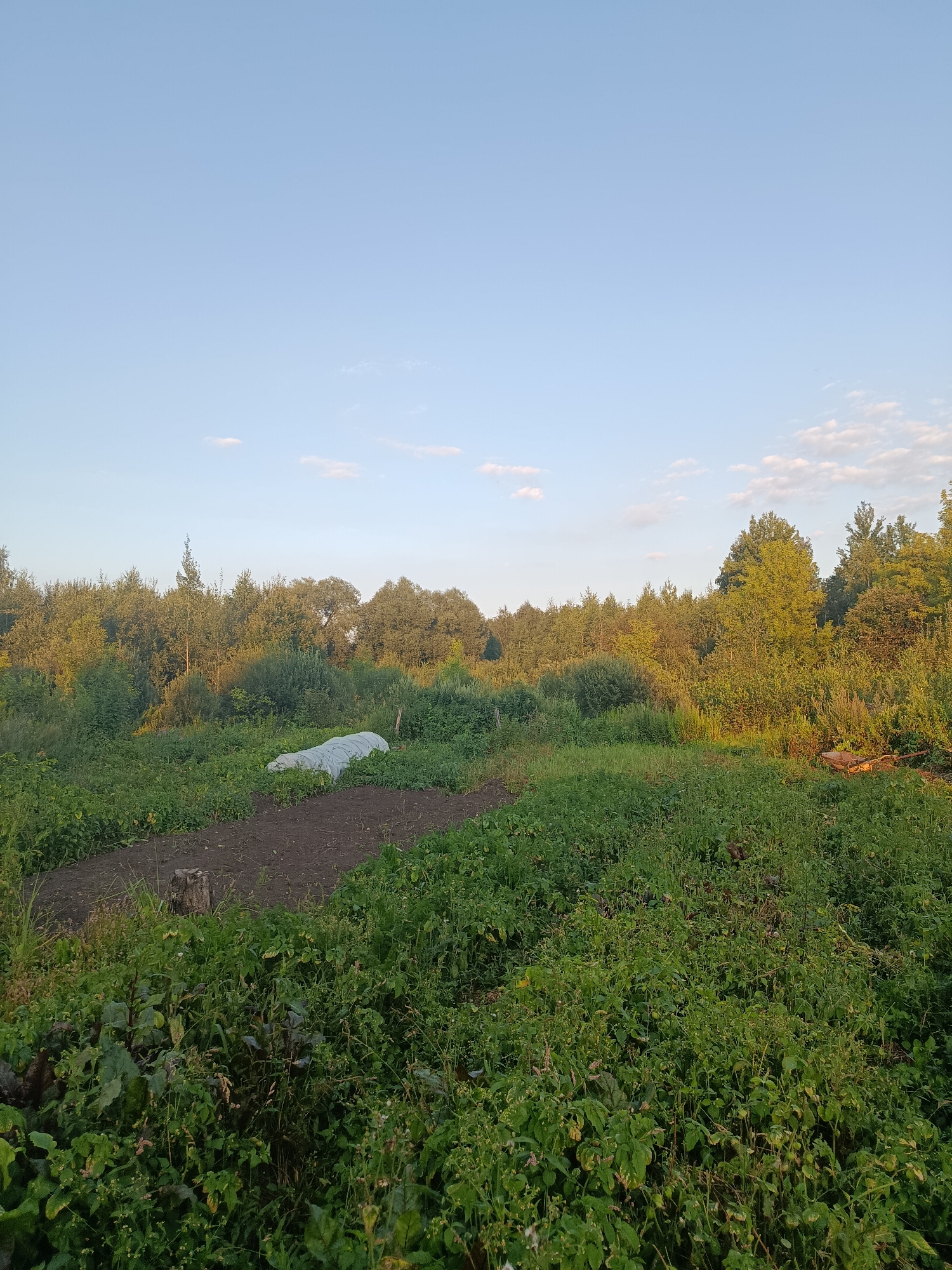 A wide-angle, eye-level outdoor shot captures a verdant field with a backdrop of dense green trees under a pale blue sky with scattered white clouds. In the foreground, rows of lush green plants dominate the scene, with a patch of dark, tilled earth to the left. A white tarp is draped over something in the middle ground, partially obscuring it. To the right of the tarp, a wooden object, possibly part of a cart or a piece of lumber, rests on the ground. The overall impression is one of a rural agricultural setting, likely a garden or small farm, bathed in the soft light of either early morning or late afternoon. The location is identified as Verezya, Russia.
