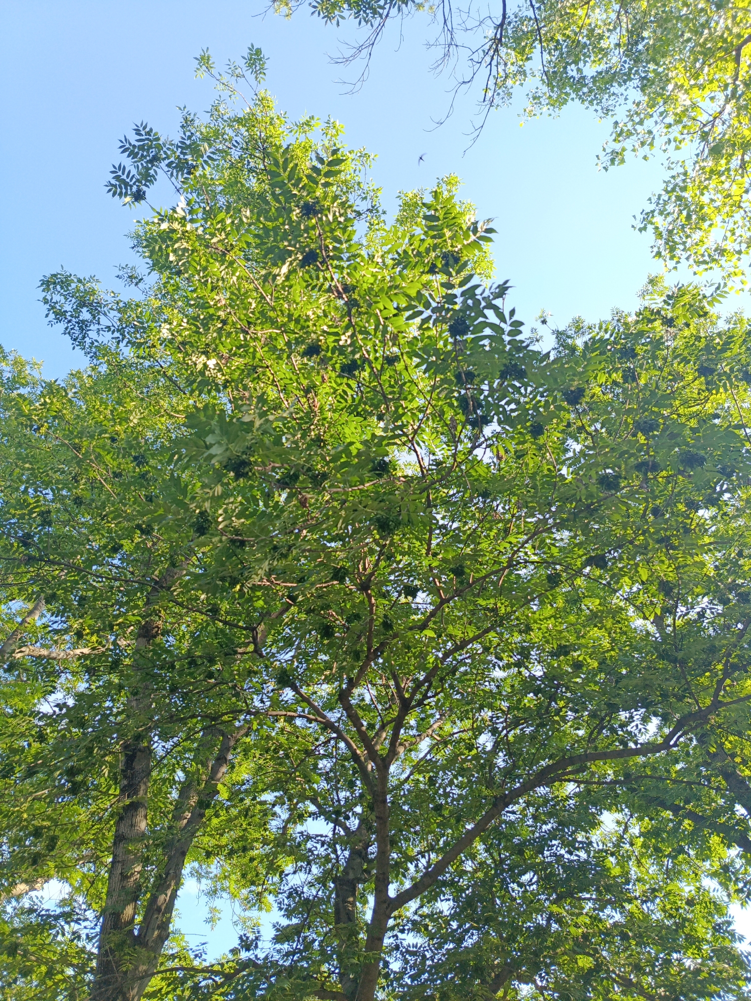 The image captures a low-angle view of trees with vibrant green foliage against a clear blue sky. The leaves are dense, with some clusters of dark berries visible among them. Sunlight filters through the leaves, creating a dappled effect. The trunks of two trees are prominently visible on the left side of the frame, showing their textured bark. The overall scene suggests an outdoor setting with mature trees, likely in a park or wooded area.
