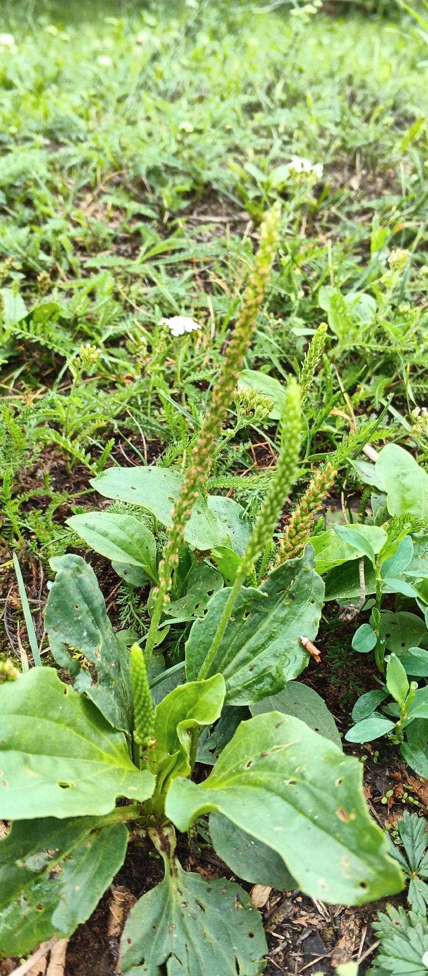 The image shows a close-up view of plantain weeds growing in the ground. The plants have broad, ribbed leaves and tall, slender flower stalks with small, green buds and some developing seeds. The foreground is dominated by these weeds, with some other low-lying green foliage and sparse white wildflowers in the background. The ground appears to be a mix of soil and leaf litter. The lighting suggests an overcast day. This scene is typical of a natural or semi-natural area, such as a park, garden, or uncultivated land, potentially within or on the outskirts of the village of Podgornoye, Russia, given its characteristic vegetation and the context provided. There are no people or animals visible in the frame.