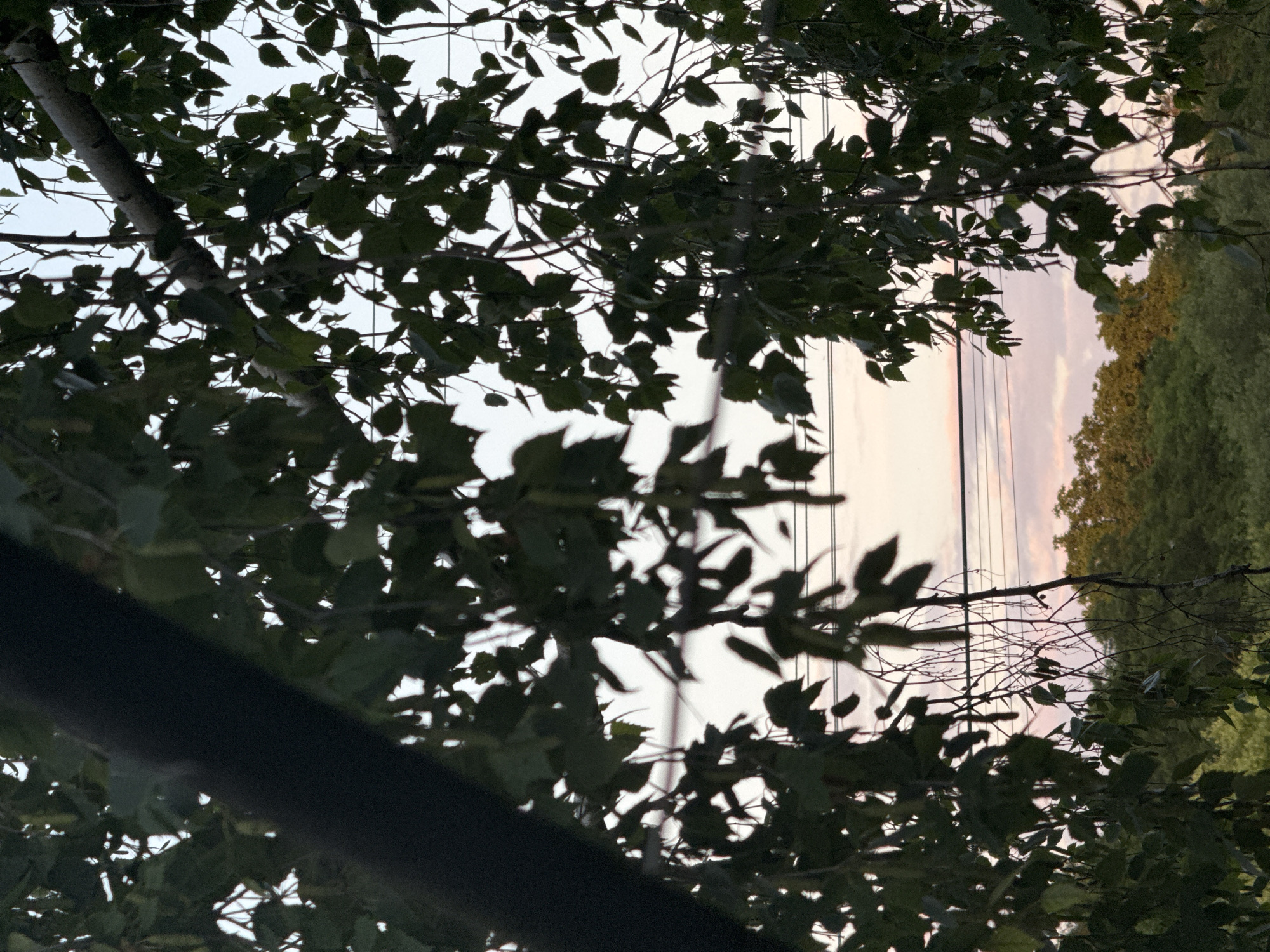 A close-up shot looks through dark green foliage towards a soft pink and white sky. The branches of two trees are visible, one dark and thick on the left, and another lighter, thinner branch that crosses the frame horizontally from top right to bottom left. Several power lines run horizontally across the middle of the frame, obscuring the view of the sky. Below the power lines, a line of green trees forms the horizon. The image appears to be taken at dusk.