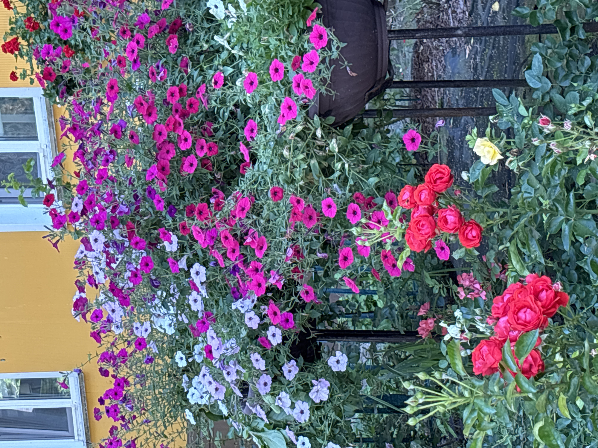 A close-up, eye-level shot captures a vibrant display of flowers in front of a yellow building. The flowers are predominantly petunias in shades of pink, purple, and white, spilling over the edges of dark brown planters. In the foreground, red roses with multiple petals bloom, alongside a single yellow rose. The background reveals a portion of the yellow building with a white-trimmed window. The setting appears to be an outdoor garden area, possibly a residential or public space in Dolgoprudny, Russia. There are no people or animals visible in the frame.