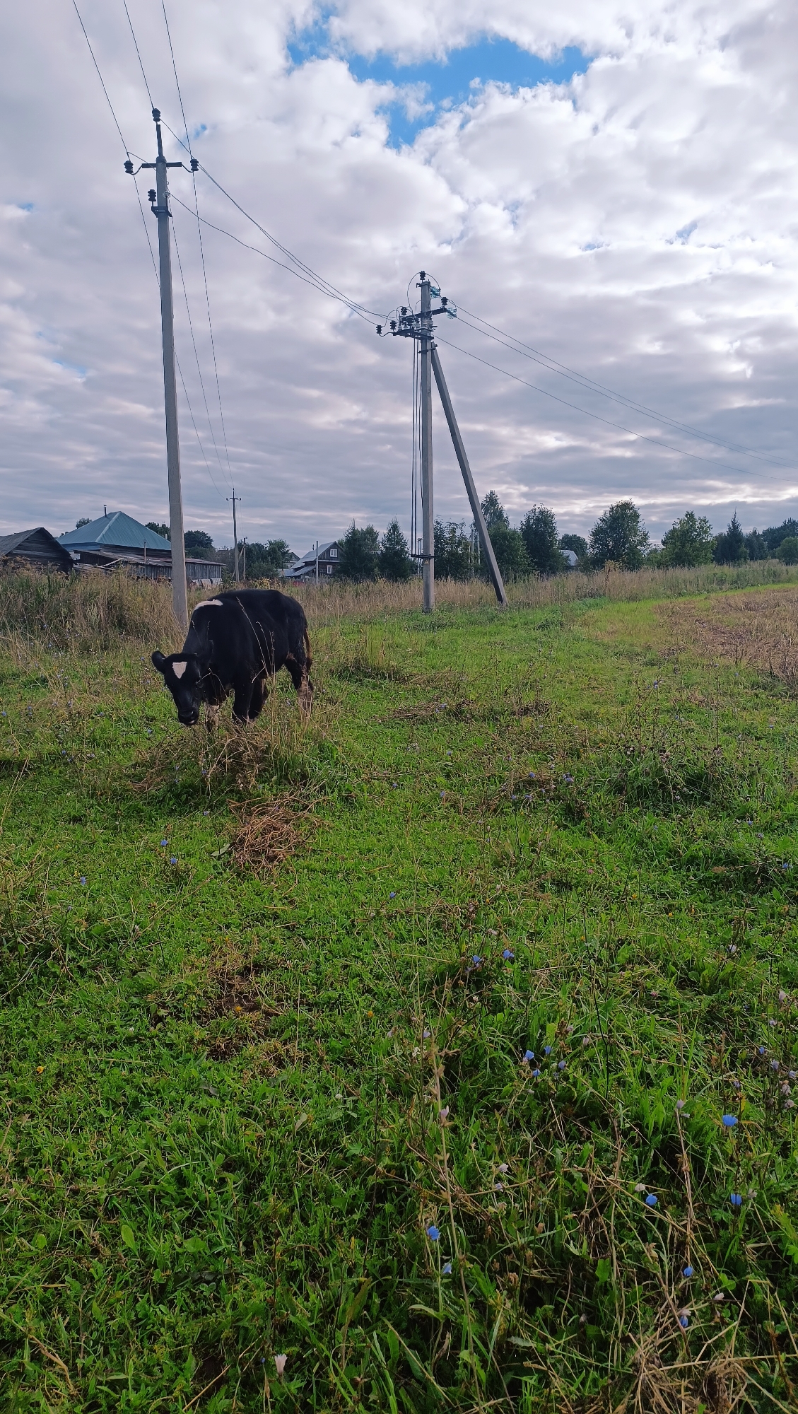 In a grassy field, a black cow with a white marking on its forehead grazes near a power pole. The field is overgrown with grass and small blue flowers. In the background, houses and trees are visible under a cloudy sky with patches of blue. The scene appears to be in a rural area, possibly on the outskirts of Karsha, Russia.