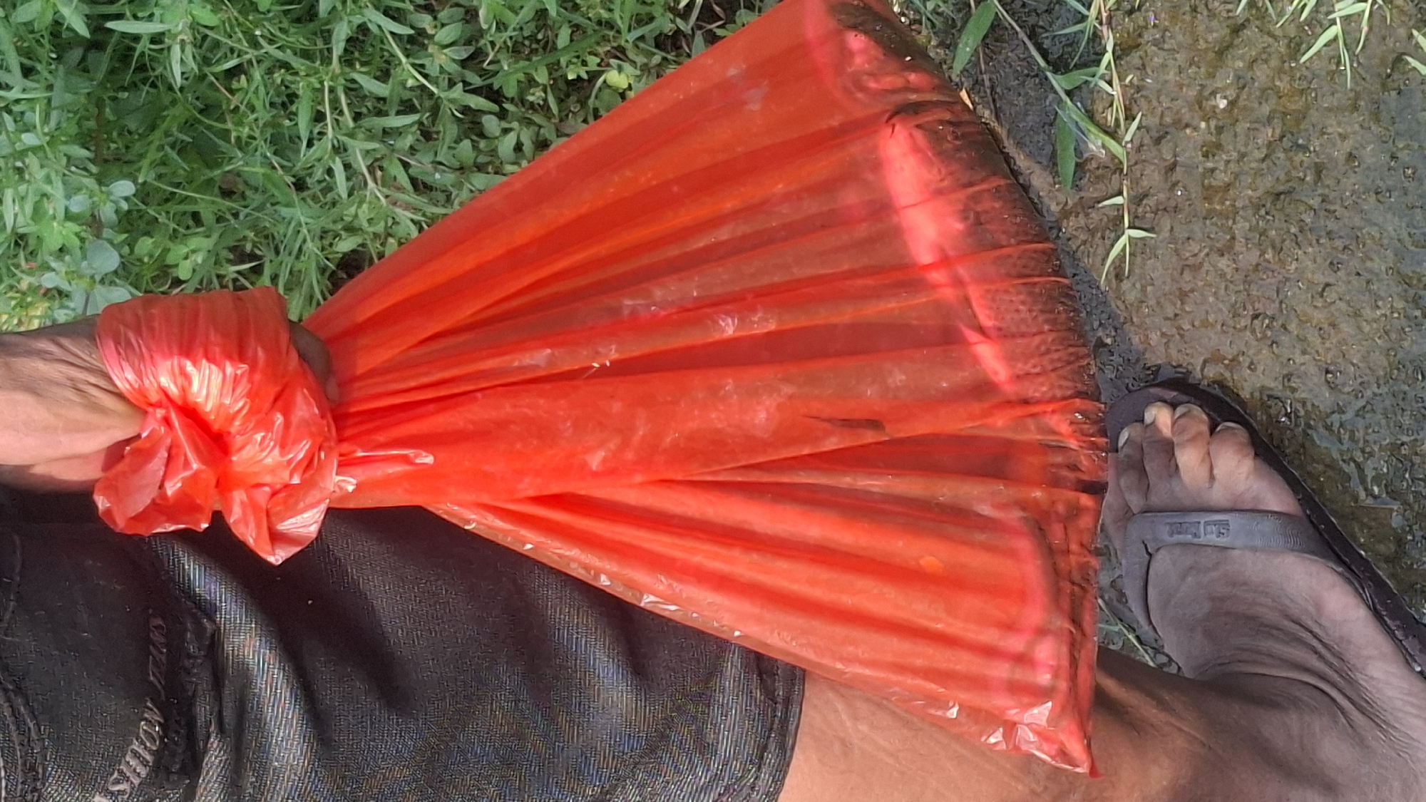 A person's hand is holding a bright red plastic bag filled with what appear to be fish. The bag is tied at the top. The person is wearing dark shorts with a visible "FASHION JEANS" logo on the left thigh. On the bottom left of the image, a bare foot wearing a dark flip-flop is visible, standing on wet, rocky ground. In the background, lush green vegetation grows. The scene appears to be outdoors, possibly near a body of water, in Rahong, Indonesia.