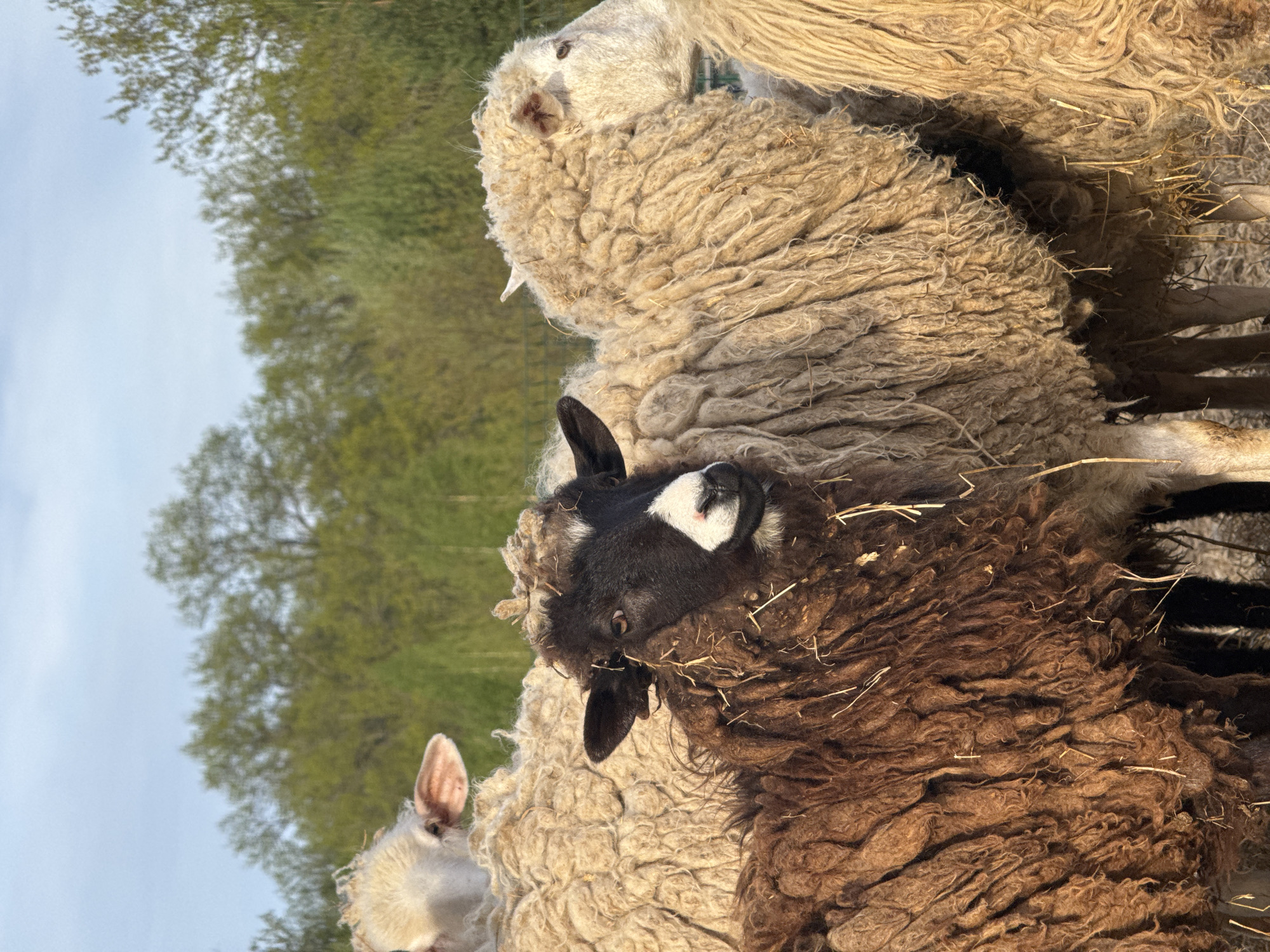 The image depicts a close-up view of a group of sheep outdoors, likely in a rural environment. The sheep vary in color; some are light beige/white with dense, textured wool, while one has a black face with a white marking on its head and dark brown wool. The sheep are huddled together, suggesting a communal setting. Straw or hay is visible on their wool. The background features trees and a pale blue sky. The specific location is Bol'shoye Kozino, Russia.