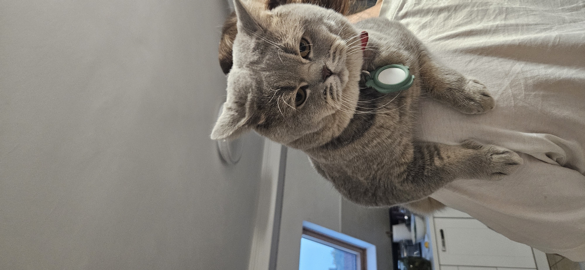 A close-up, vertical shot shows a British Shorthair cat with gray fur and a displeased expression perched on a person's shoulders. The cat is wearing a red collar with a green and white tag. The person's shoulders and the back of their head are visible, with brown hair. The background appears to be an indoor setting, possibly a kitchen, with white cabinets and a window with a skylight. The lighting is dim. The image was taken in Hévíz, Hungary.