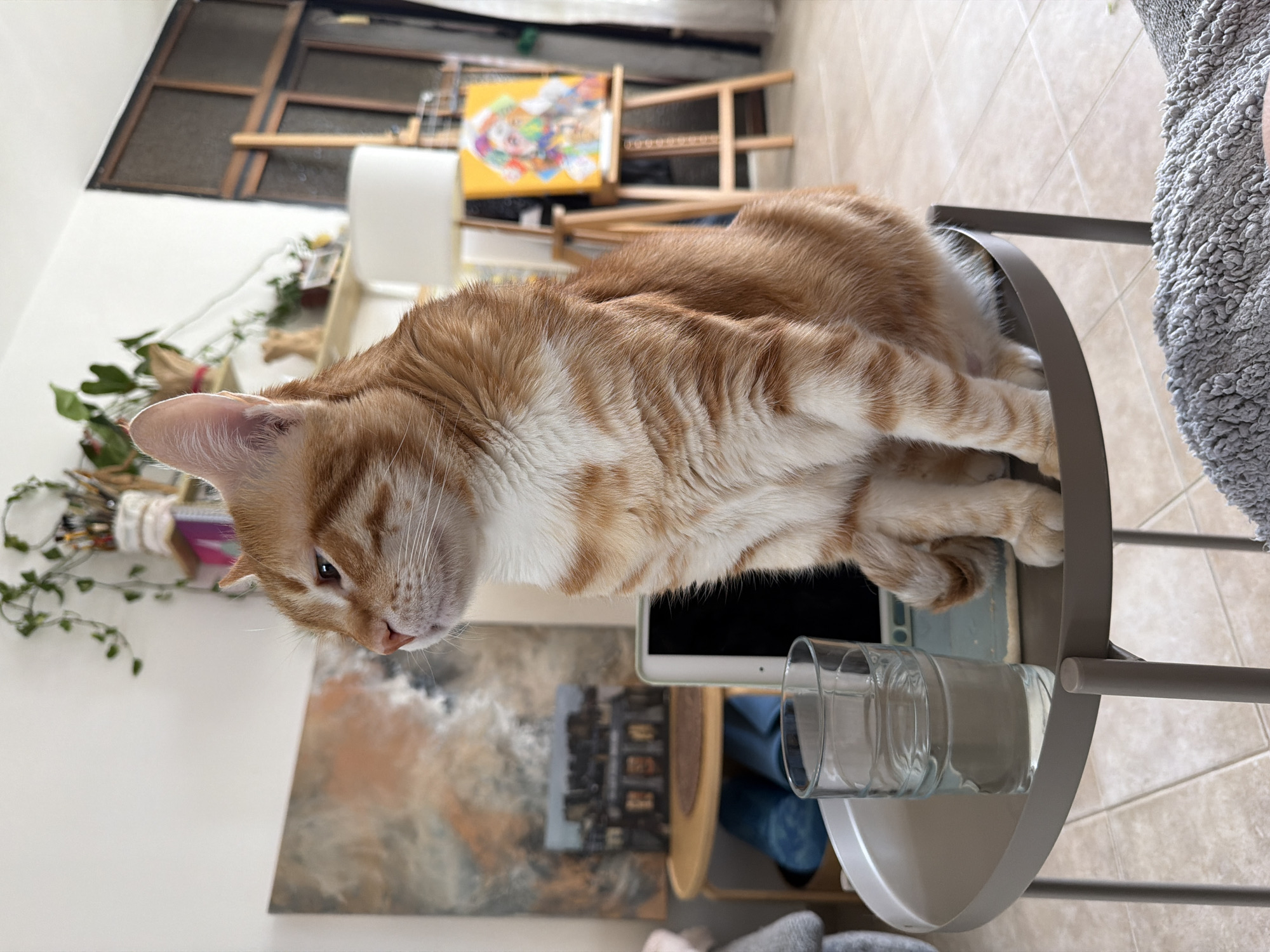 An orange tabby cat is lying on a gray, round side table in an indoor setting. The cat is positioned on the upper tier of the table, partially covering a tablet device. A glass of water is on the lower tier of the table. In the background, there is an art easel with a colorful painting, a white lamp, and various art supplies. A painting depicting a cityscape is visible near the base of the table. The location is likely in a residential area, as inferred from the interior elements, but the precise location within Bat Yam, Israel cannot be determined from the image alone.