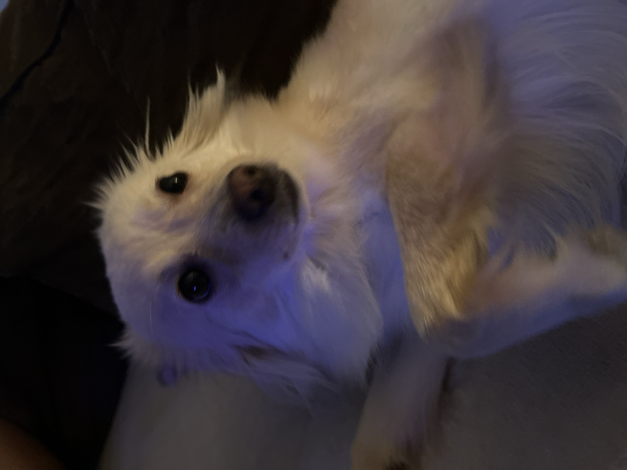 The image shows a close-up of a white dog lying on its back. The dog has dark eyes and a pink nose. It is illuminated by a blue light, which casts a shadow on its fur. The background is dark and out of focus, suggesting that the photo was taken in low light conditions. There is no indication of the location being Sofia, Bulgaria, or any other specific place.