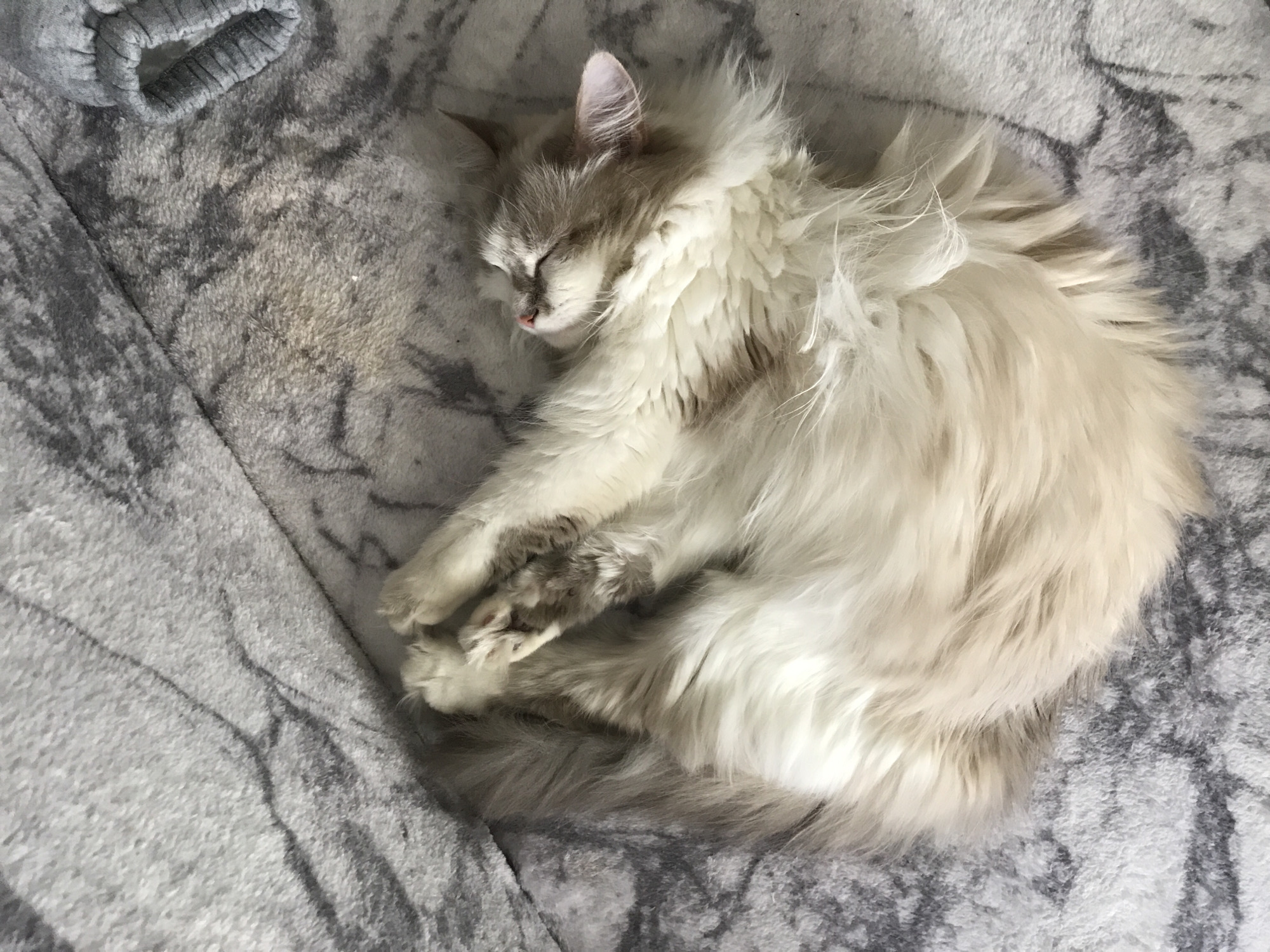 A long-haired cat with light brown and white fur is curled up asleep on a gray patterned blanket. The cat's eyes are closed and its paws are tucked beneath it. A gray fabric item, possibly part of a garment, is visible in the upper left corner of the image. The background is the patterned blanket, showing a mix of light and dark gray tones. The location is Unknown, Unknown.