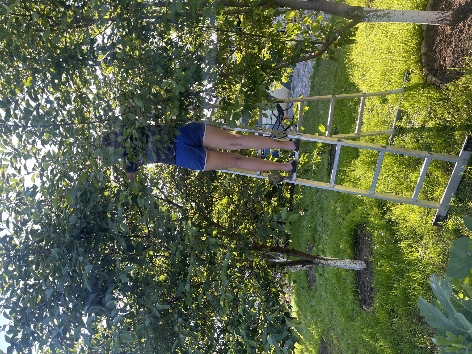 A person is reaching into a leafy tree while standing on a ladder. The person is wearing blue shorts with white trim and black shoes. The ladder is made of silver metal and is positioned against the tree. The tree is full of green leaves and some small red fruits, suggesting it might be a fruit tree. The background shows a grassy lawn bathed in bright sunlight, indicating it is a sunny day. The time of day appears to be late afternoon or early evening, given the angle of the sun casting long shadows. The setting seems to be a garden or yard, possibly in a rural or suburban area, consistent with the location context of Donskoye, Russia. The overall mood is one of active work or harvesting, with a peaceful, outdoor atmosphere. There is no visible text in the image.