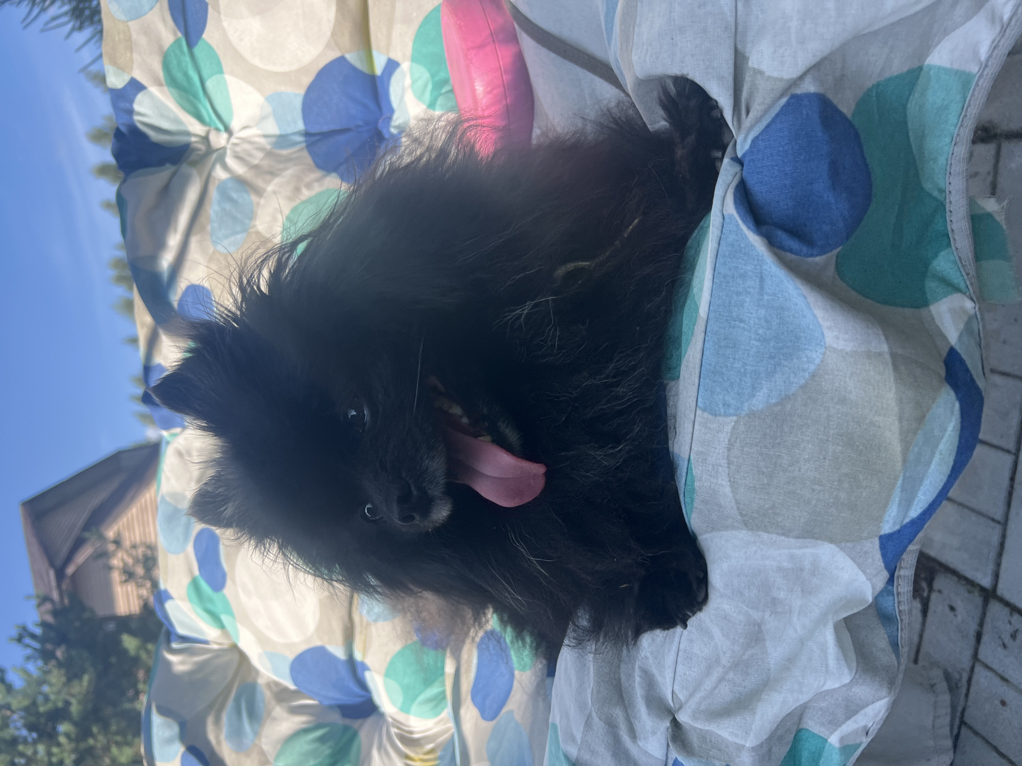 A black Pomeranian dog is lying on a multi-colored cushion with a blue and teal polka-dot pattern. The dog is panting with its pink tongue hanging out. Behind the dog and cushion, a house with a brown roof and siding is visible, surrounded by trees under a clear blue sky. The scene appears to be outdoors, possibly in a backyard or garden area.