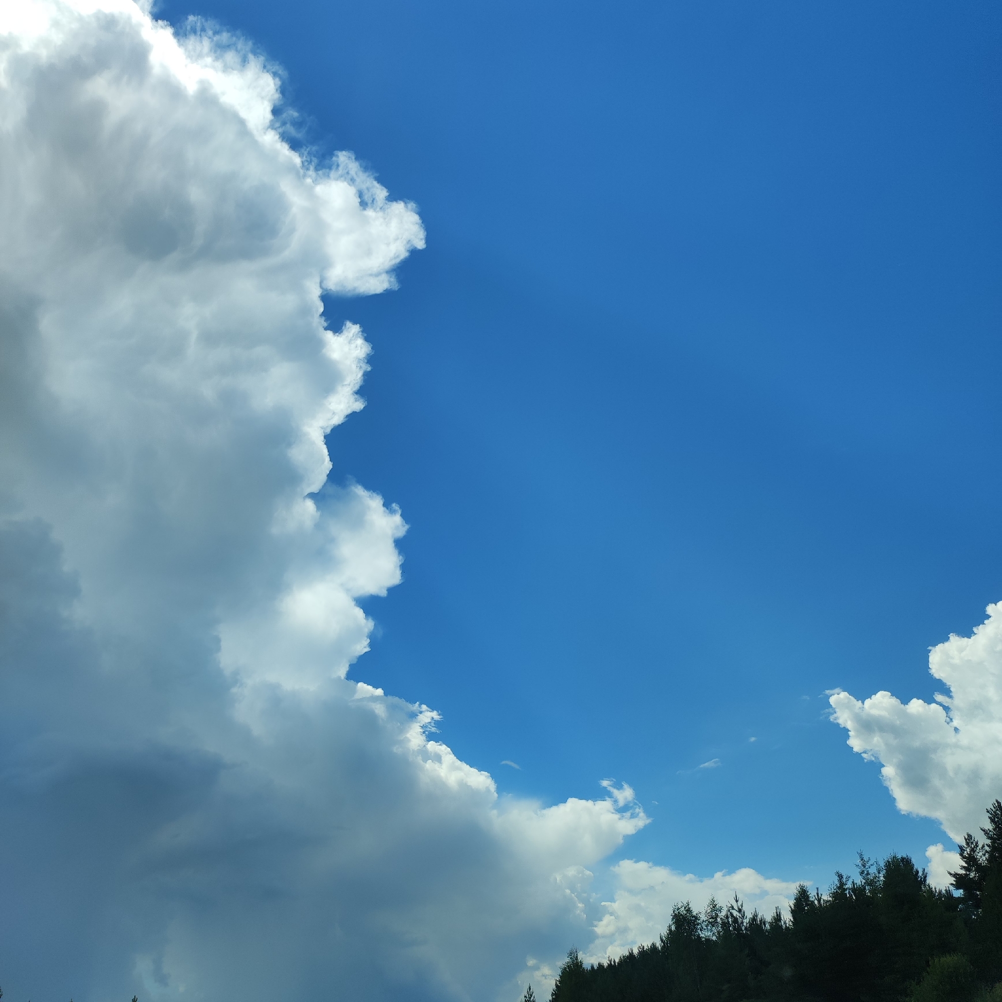 The image displays a clear blue sky with large, white, fluffy cumulus clouds dominating the left side. The sun is not visible, but its light illuminates the clouds from the side, creating dramatic shadows and textures. Along the bottom edge of the image, a dense line of dark green coniferous trees forms a natural horizon, suggesting a wooded or forested area. The overall scene depicts a bright, overcast day with a prominent cloud formation. There is no indication of the city of Kineshma, Russia, in this image.