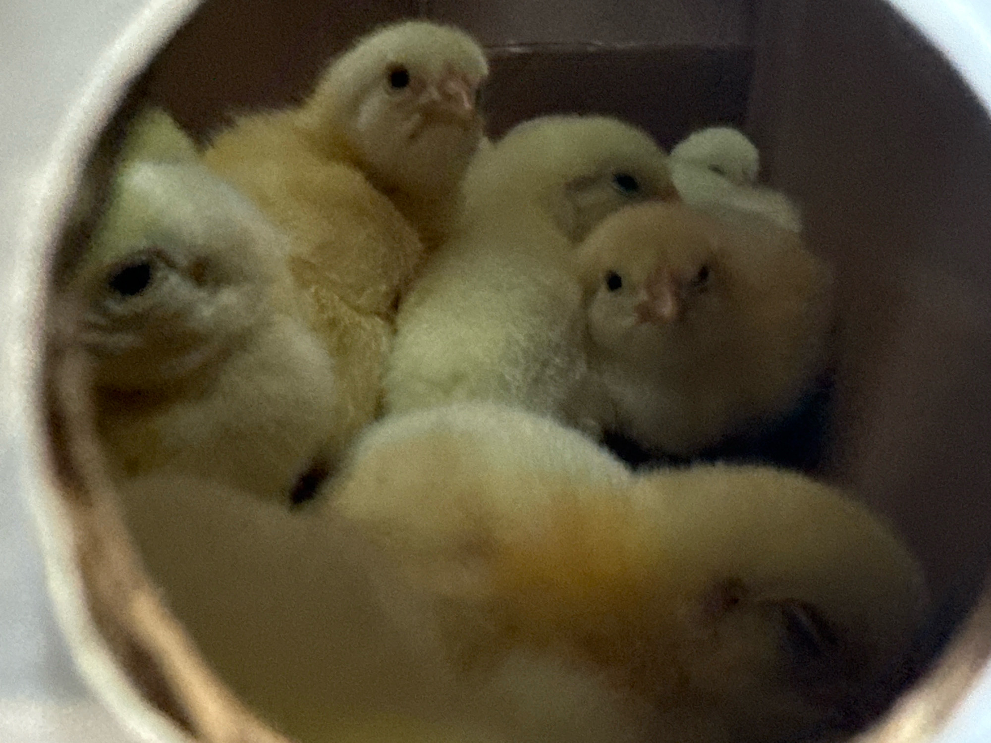 The image shows a close-up, low-light, slightly blurred view of a group of young chicks huddled together inside a tubular object. The chicks are mostly yellow with some white and brown undertones. Their features, such as eyes and beaks, are visible but not sharply defined. The background is dark and indistinct, suggesting the chicks are in a confined, possibly enclosed space. The context of Cuautla, Mexico is not discernible from the visual information presented in the image.