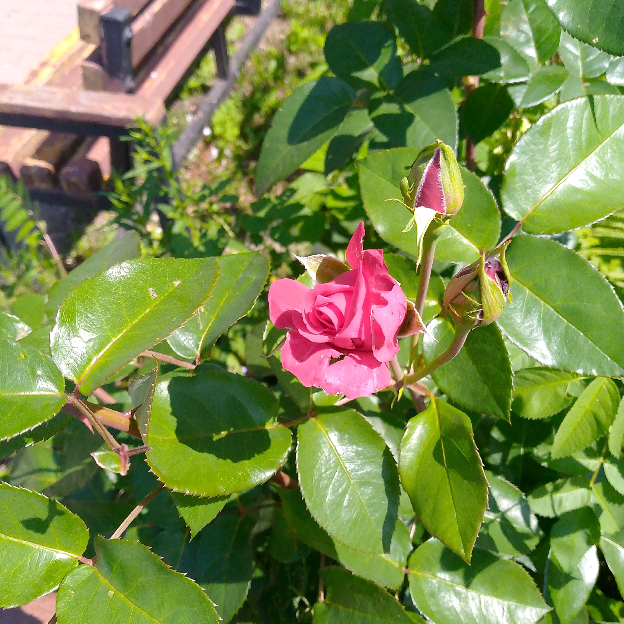 In Nikologory, Russia, a close-up shot captures a vibrant pink rose in full bloom, surrounded by lush green foliage. The rose, centrally positioned, displays delicate petals unfurling in the sunlight. To its left and right, two rosebuds remain closed, hinting at future blooms. The background is a soft blur of green leaves and hints of a wooden bench, suggesting an outdoor setting like a garden or park. The lighting indicates a sunny day, casting gentle shadows on the leaves.