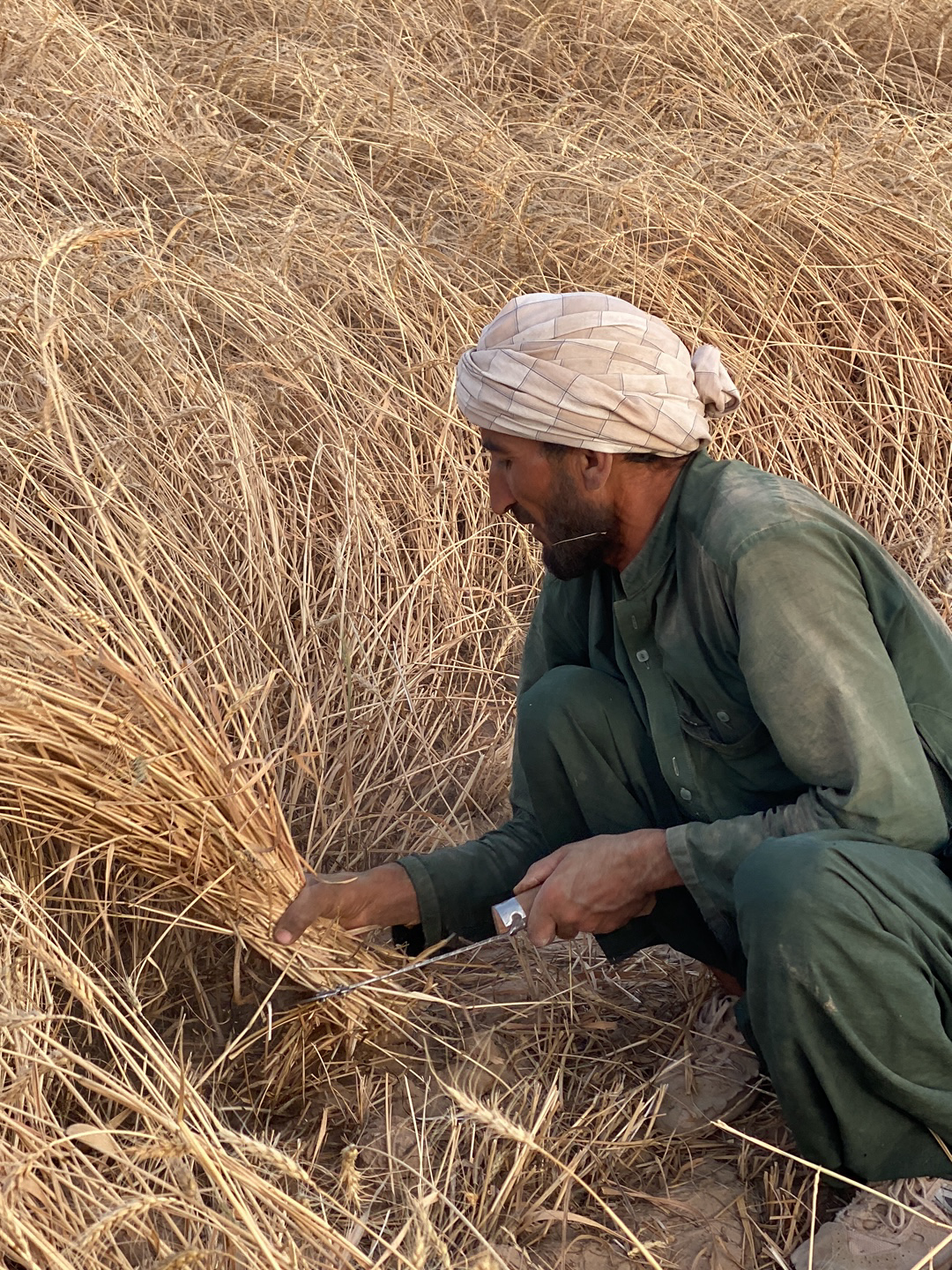 A middle-aged man, likely a farmer, is crouched in a dry field of harvested wheat in Alaqadari Daman, Afghanistan. He wears a light-colored turban and a dark green or dark olive-colored tunic and pants. He is using a hand-held sickle, which is a small curved knife, to cut a handful of wheat stalks. The overall tone suggests the scene is taking place in a rural, agricultural area, possibly during the harvest season. The landscape is dry and golden, indicative of a warm, arid climate.