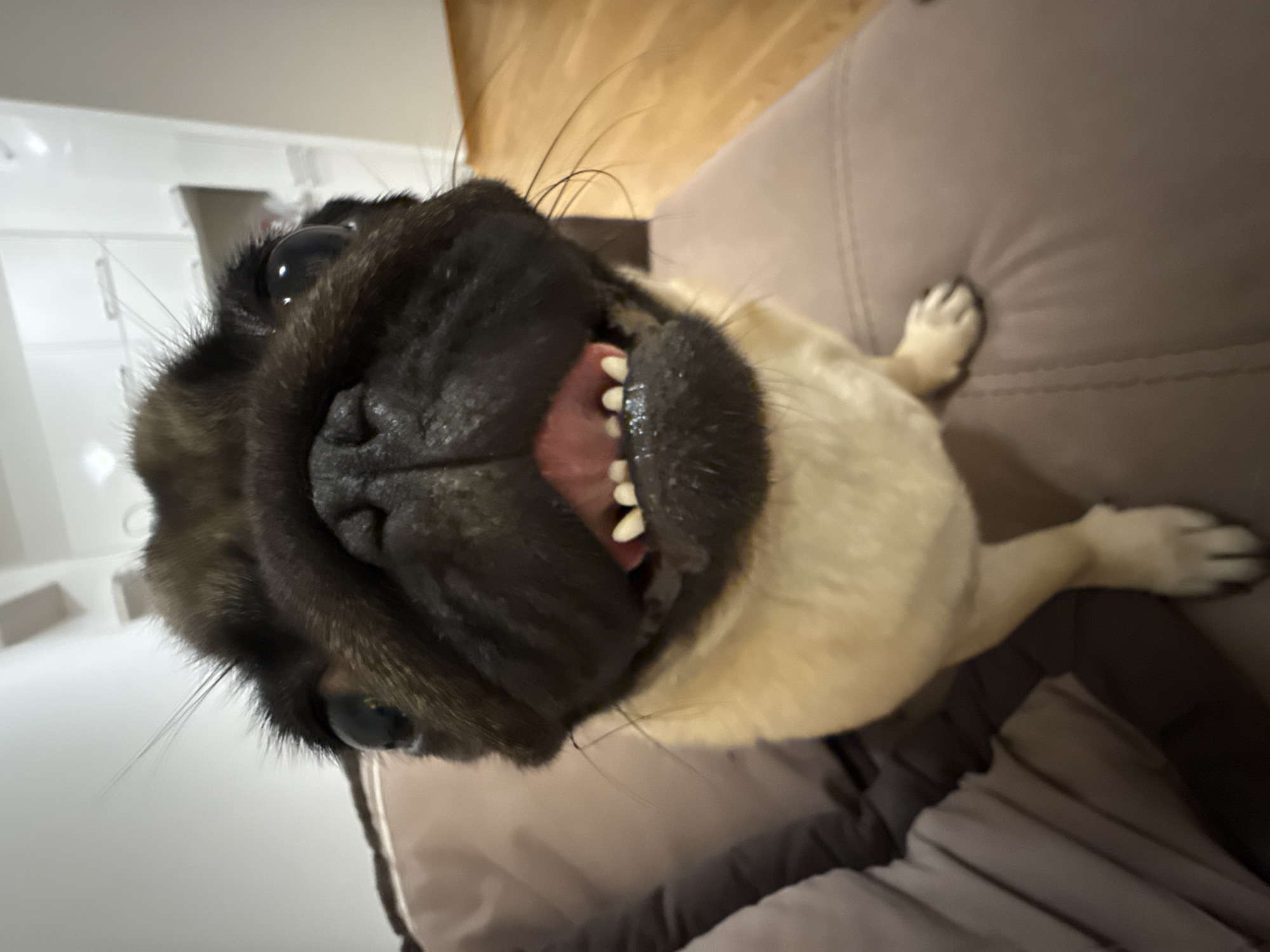 This is a close-up, low-angle, upside-down shot of a fawn-colored pug dog. The pug's face fills most of the frame, with its mouth open and tongue visible, revealing its teeth. The dog has large, dark eyes and prominent whiskers. Its dark, wrinkled muzzle is a focal point. The background consists of a blurred brown sofa, with hints of a wooden floor and white walls in the upper portion of the image. The lighting appears to be indoor, with no indication of the time of day or weather. The overall impression is of a playful or excited dog caught in a candid moment. No text is visible in the image.