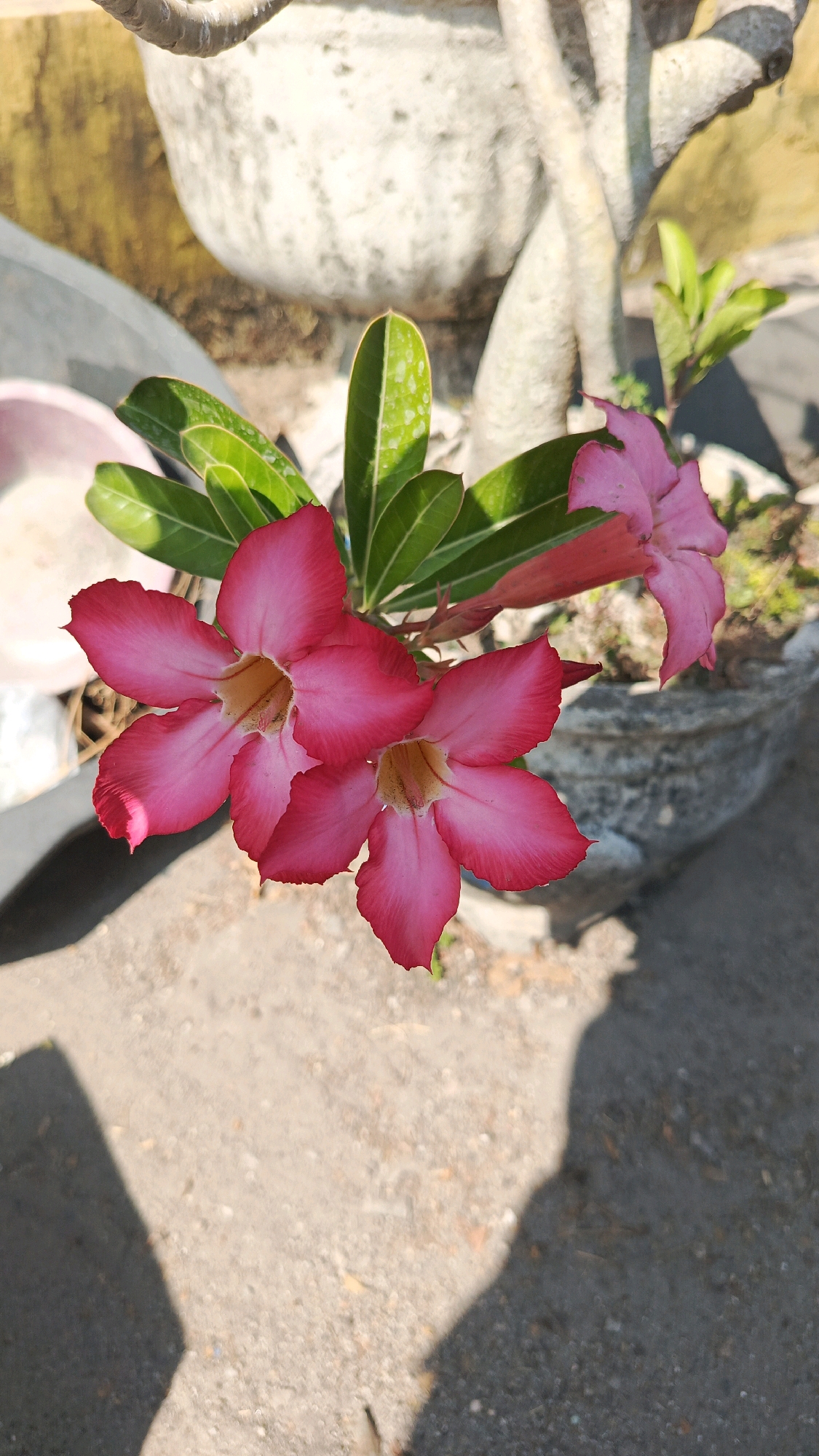 In Ronowijayan, Indonesia, a close-up, eye-level, vertical shot showcases vibrant pink Adenium flowers with yellow centers. The flowers are in focus, with their delicate petals displaying a soft gradient from deep pink at the edges to a lighter hue towards the center. Lush green leaves provide a backdrop for the blooms, some showing slight imperfections. Behind the flowers, the rough, textured surface of a large, light-colored pot is visible, hinting at the plant's container. Further in the background, the rough texture of a second, darker pot and the trunk of a plant are discernible. The ground beneath the flowers is a mix of light-colored gravel and dirt, with a distinct shadow cast across it, suggesting outdoor lighting conditions and potentially the presence of an object or person outside the frame. The overall scene is one of natural beauty, with a focus on the intricate details of the flowers and their immediate surroundings.