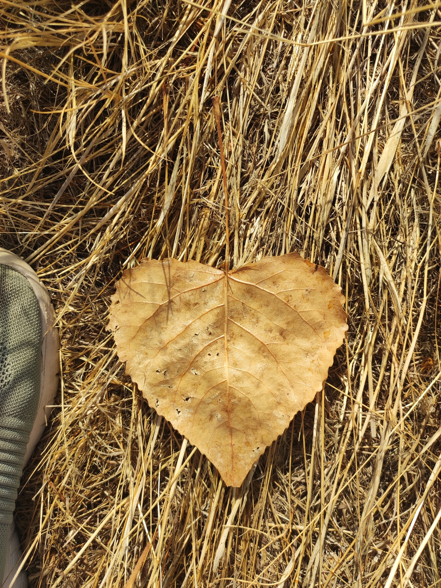 A single, dried, heart-shaped leaf lies on a bed of straw or dry grass. The leaf is a light brown or tan color and shows visible veins. A portion of a person's shoe, a light-colored athletic shoe with a green knitted upper, is visible on the left side of the image, positioned near the leaf. The background consists entirely of the dry, straw-like ground cover. The scene appears to be outdoors, likely in Traspinedo, Spain, given the context.