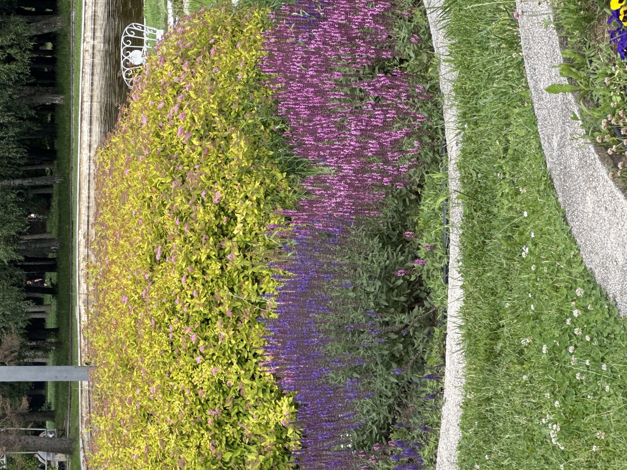 This image presents a detailed view of a multi-tiered flowerbed located in Borisova Gradina, Sofia, Bulgaria. The upper section of the flowerbed consists of dense, bright chartreuse-to-yellow shrubs adorned with small pink flowers, consistent with Spiraea japonica. Below this, the flowerbed features two distinct zones of tall, spiky flowering plants. The left zone is densely planted with purple-flowered Salvia, while the right zone showcases similar plants with vibrant magenta-pink blossoms.
A light-colored, pebbled concrete pathway or border defines the curving perimeter of the flowerbed, separating it from the immediate foreground composed of green grass interspersed with white clover flowers. In the mid-ground, beyond the flowerbed, a placid body of water, likely a pond or small lake, is visible with a light-toned concrete or stone embankment. A white, ornate metal chair is partially visible at the water's edge on the right side.
The background is characterized by a dense line of mature trees, primarily with green foliage, creating a park-like environment. A grey utility pole stands vertically on the left side of the background. Two individuals are present in the distant background among the trees: one person in dark clothing is walking to the right of the pole, and another person is partially visible behind a tree trunk on the far left.