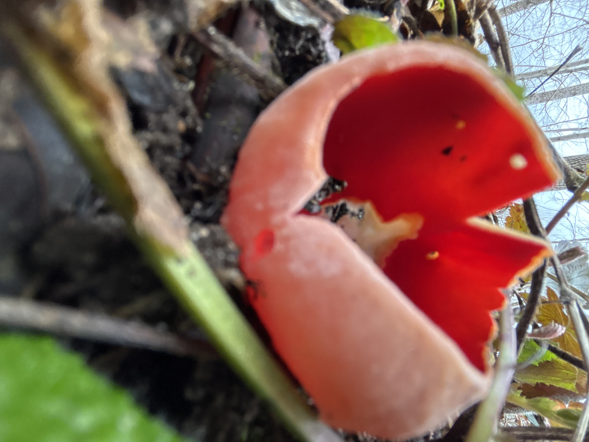A close-up photograph shows a bright red mushroom with a cup-like shape against a background of soil, vegetation, and branches. The mushroom's exterior has a lighter pinkish-orange hue. Debris like twigs and leaves are scattered around. The sky is visible through the branches in the background. The photo was taken in Овсище, Russia.