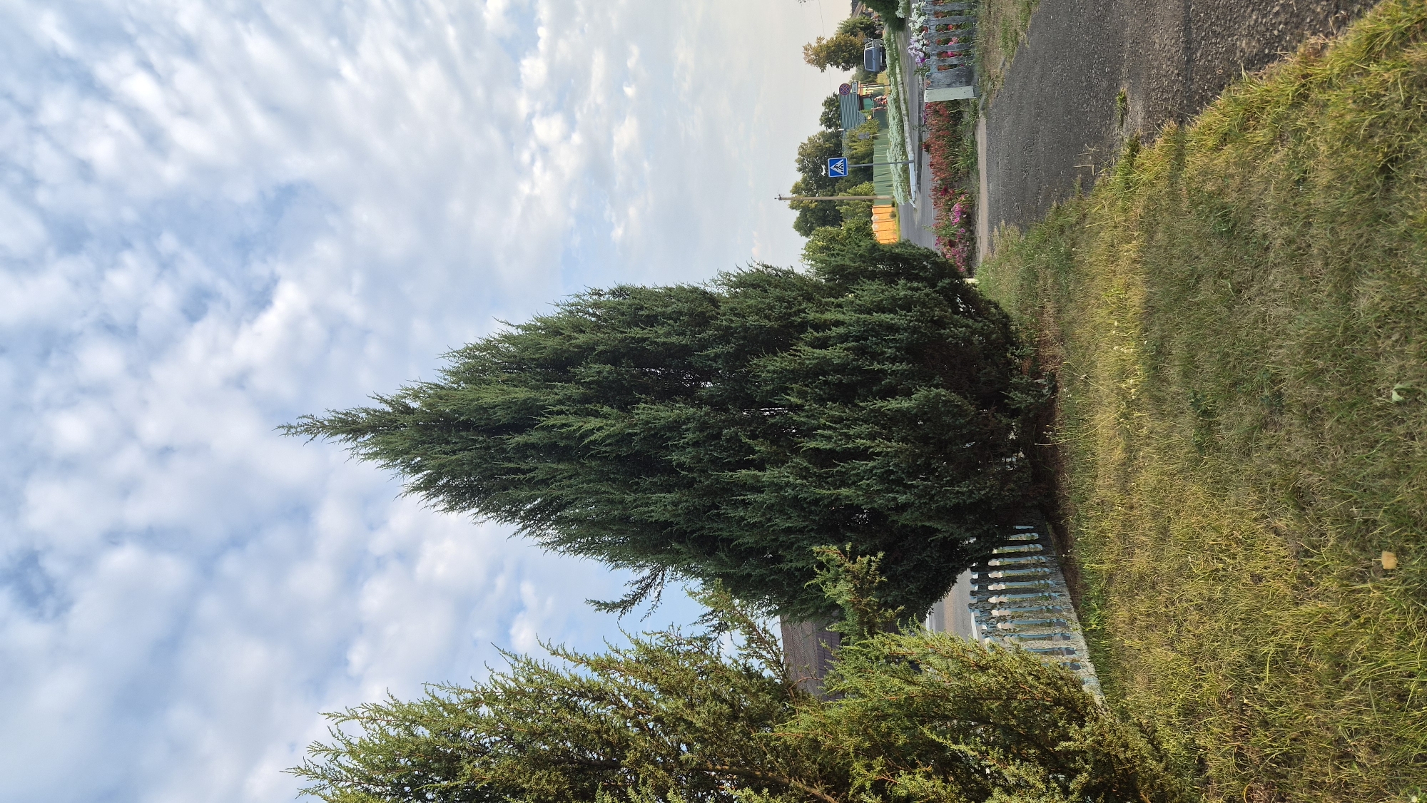 An outdoor, vertical, full shot captures two evergreen trees, one significantly taller and conical, and the other shorter and bushier, situated in a grassy area beside a light blue decorative fence. To the right of the trees, a paved path runs alongside a flowerbed filled with pink and red flowers. Further in the background, across the path, there is a street with a pedestrian crossing sign, houses, and parked cars under a sky with scattered white clouds. The scene appears to be in the city of Parycki sel'ski Savec, Belarus, bathed in the warm light of what seems to be late afternoon or early morning.