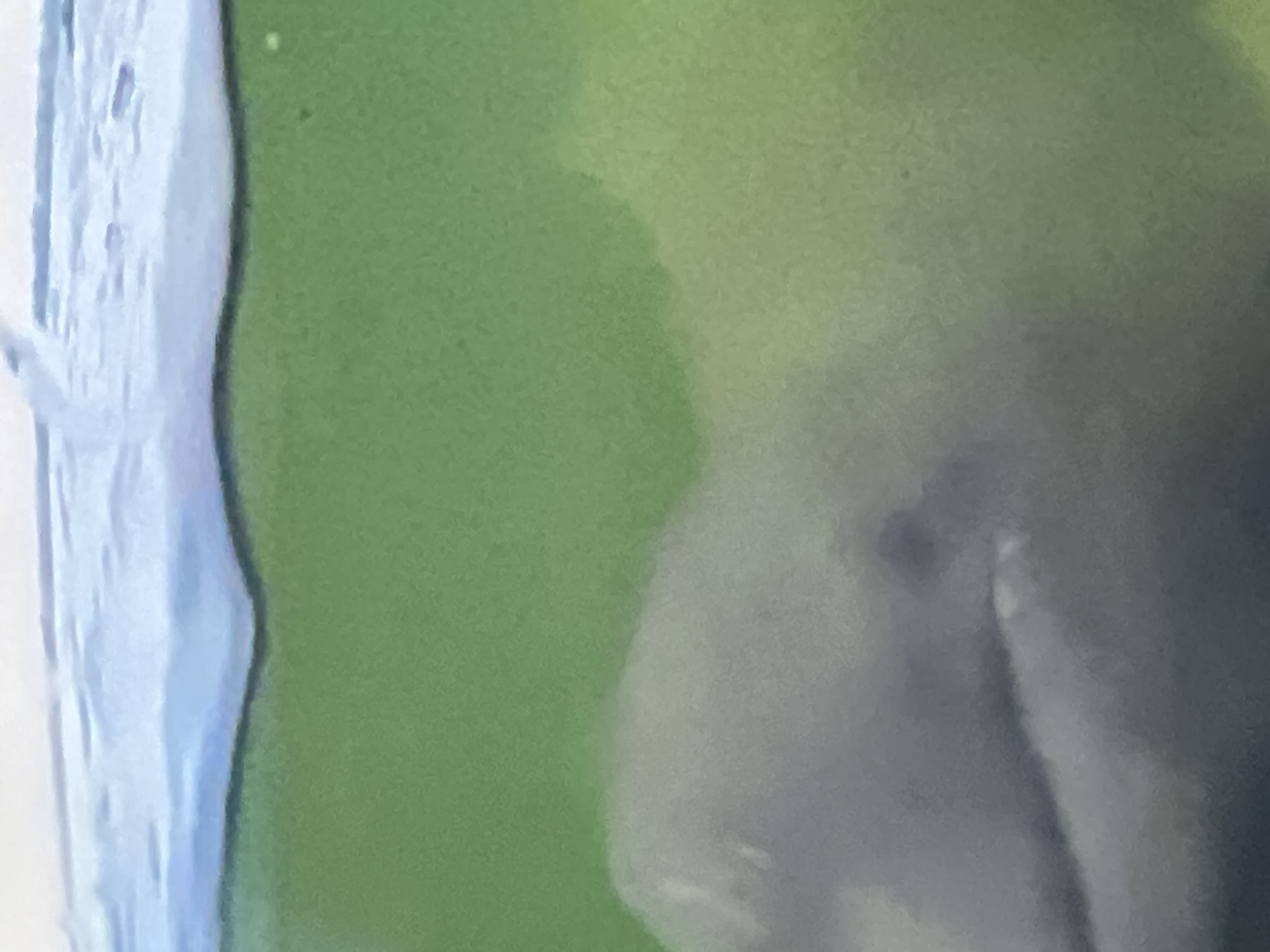 The image shows a close-up view of what appears to be a dolphin submerged in green water. The surface of the water is visible at the top, with a hint of sky or light above it. The dolphin's head and upper body are visible in the foreground, with its mouth slightly open. The background is a blur of green, suggesting a natural or artificial aquatic environment. There are no other discernible objects or people in the image. The lighting is soft and diffused, typical of an underwater setting. The image does not provide any context about its location in Casablanca, Morocco.