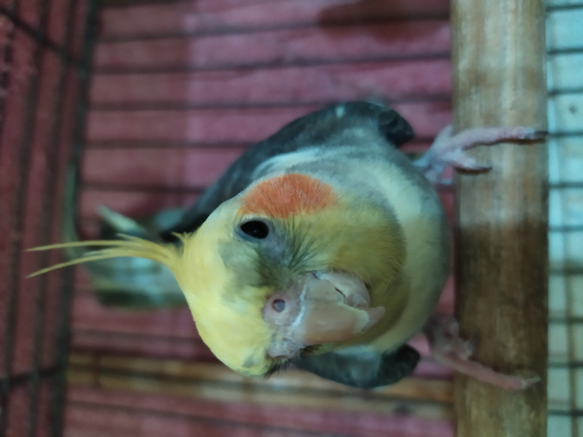 A cockatiel is perched on a wooden rod, upside down and facing the camera. The bird has yellow plumage on its head and chest, with an orange patch on its cheeks. Its wings are gray and white, and its tail feathers are visible. The bird's beak is light pink, and its eyes are dark.
The cockatiel is in a cage, with red bars visible in the background and a lighter, mesh-like material on the right side of the frame. The lighting suggests an indoor setting, possibly at night or in a dimly lit room. The overall impression is of a pet bird in its enclosure. The image is taken from a close-up perspective, highlighting the details of the bird's face and feet. The scene is static, with no discernible activity other than the bird's pose. There is no visible text in the image.