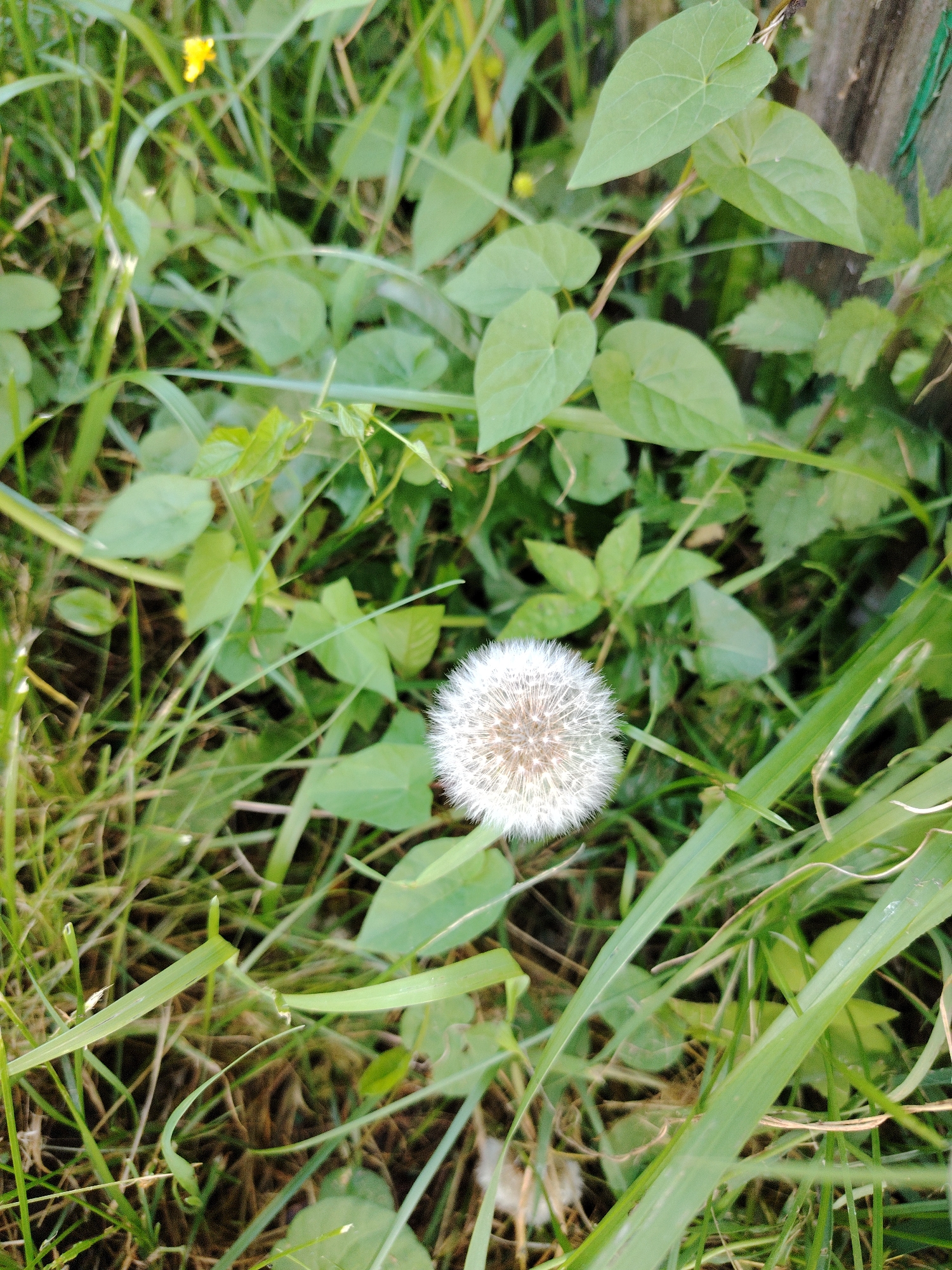 The image shows a close-up of a dandelion seed head surrounded by green grass and leaves. A blurred yellow flower is visible in the upper left corner. The background includes a wooden fence post. The scene appears to be outdoors in a natural setting.