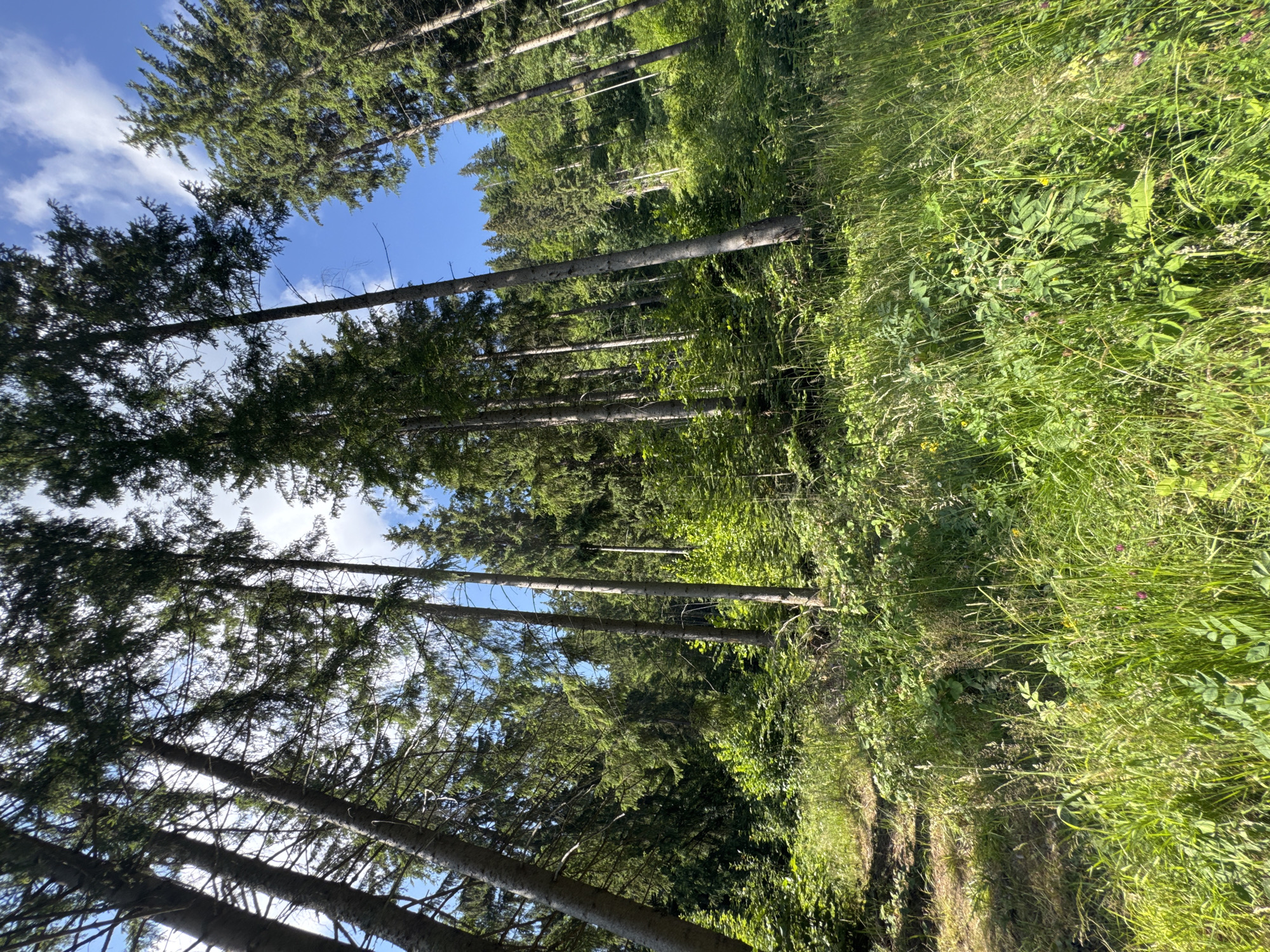 The image depicts a sun-drenched forest scene, characterized by tall evergreen trees reaching towards a bright blue sky dotted with white clouds. The forest floor is covered in lush green vegetation, including tall grasses and various plants. The perspective is low-angle, looking upwards into the canopy, which emphasizes the height and density of the trees. The lighting suggests it is daytime, with sunlight filtering through the leaves and casting shadows on the undergrowth. The environment appears natural and untamed, indicative of a woodland area. There are no visible people or man-made structures. The scene is consistent with a natural forest setting in a rural area.
