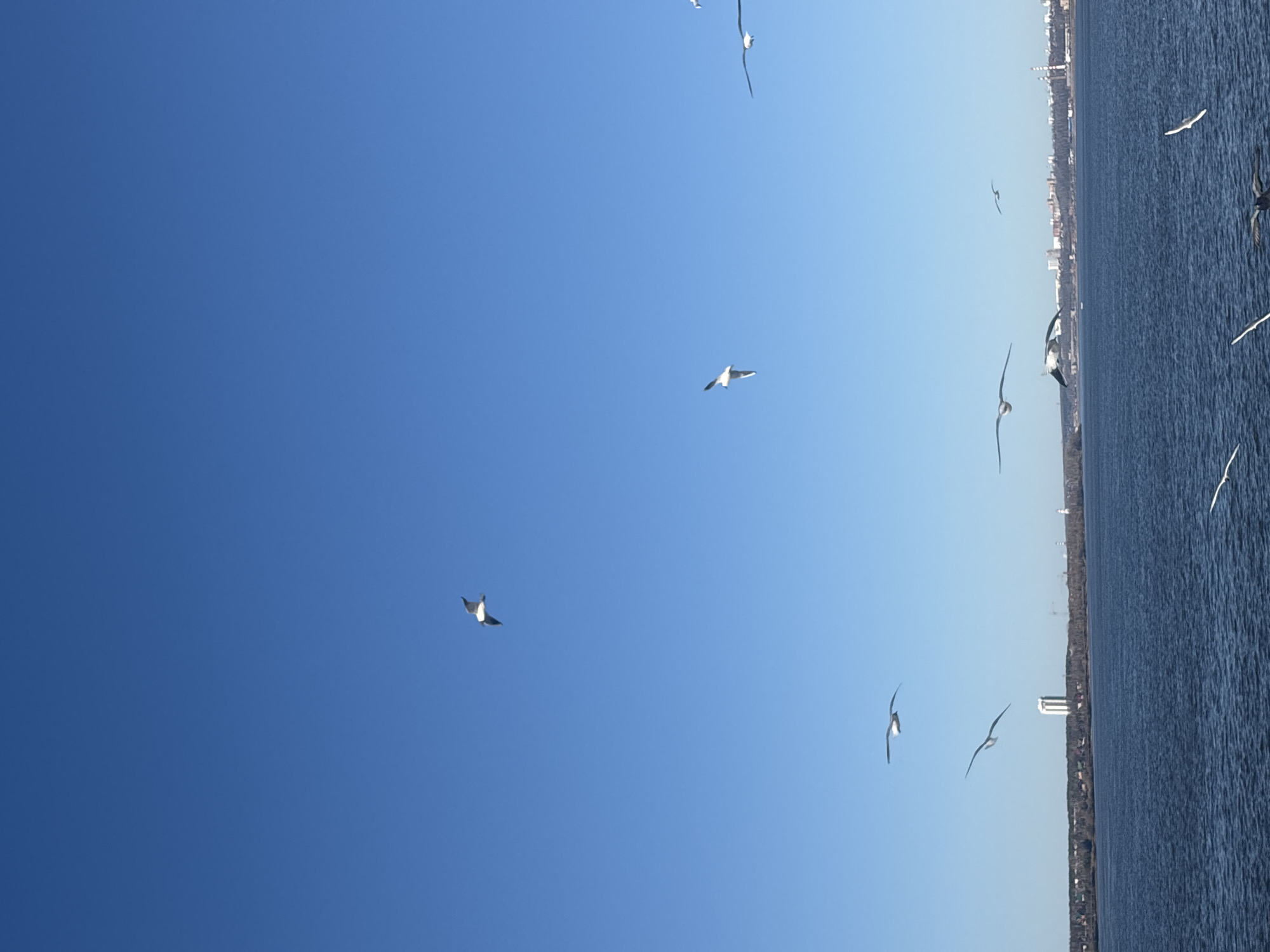 The image depicts a bright blue sky with several seagulls in flight. In the background, there is a body of water, likely a river or sea, and a coastline with a cityscape. Considering the location, it's probable that the city is Perm, Russia, situated along the Kama River. The image appears to be taken from a low angle, looking up at the birds in the sky. The seagulls are scattered throughout the frame, some near the water and others higher up in the sky. The buildings in the cityscape appear to be a mix of residential and industrial structures.