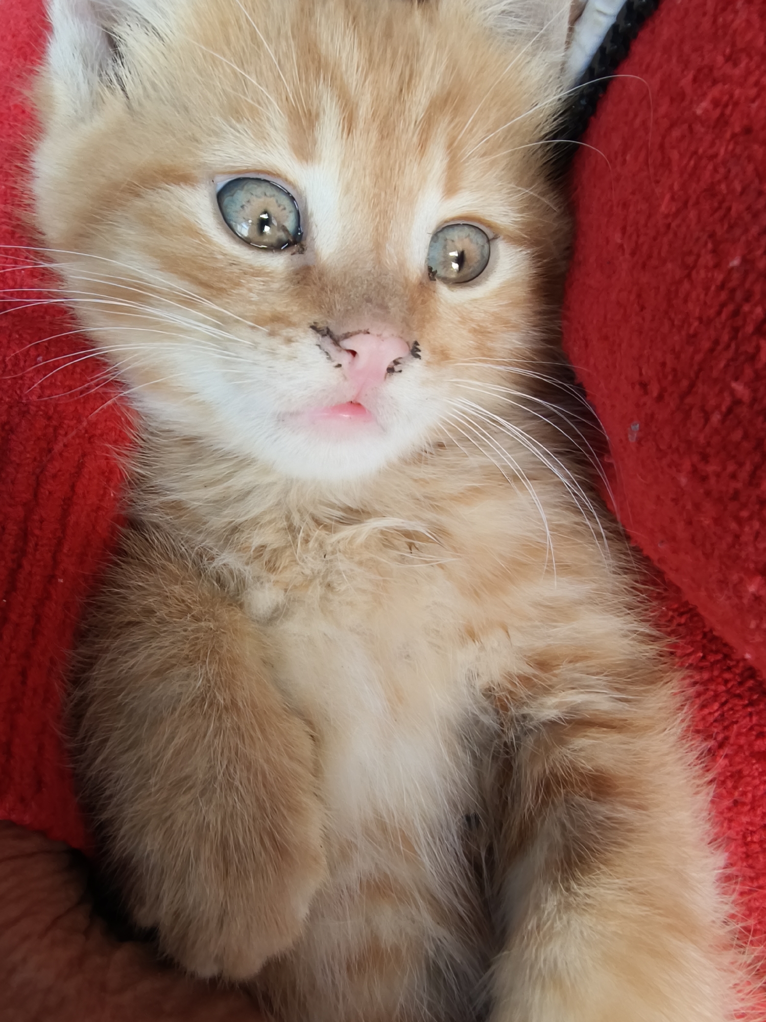 A close-up shot focuses on a ginger kitten with pale blue eyes, lying on a red surface. The kitten has a pink nose and some black markings around its nose. Its fur is soft and fluffy, and its whiskers are white. The kitten appears relaxed and comfortable. The location is unknown.