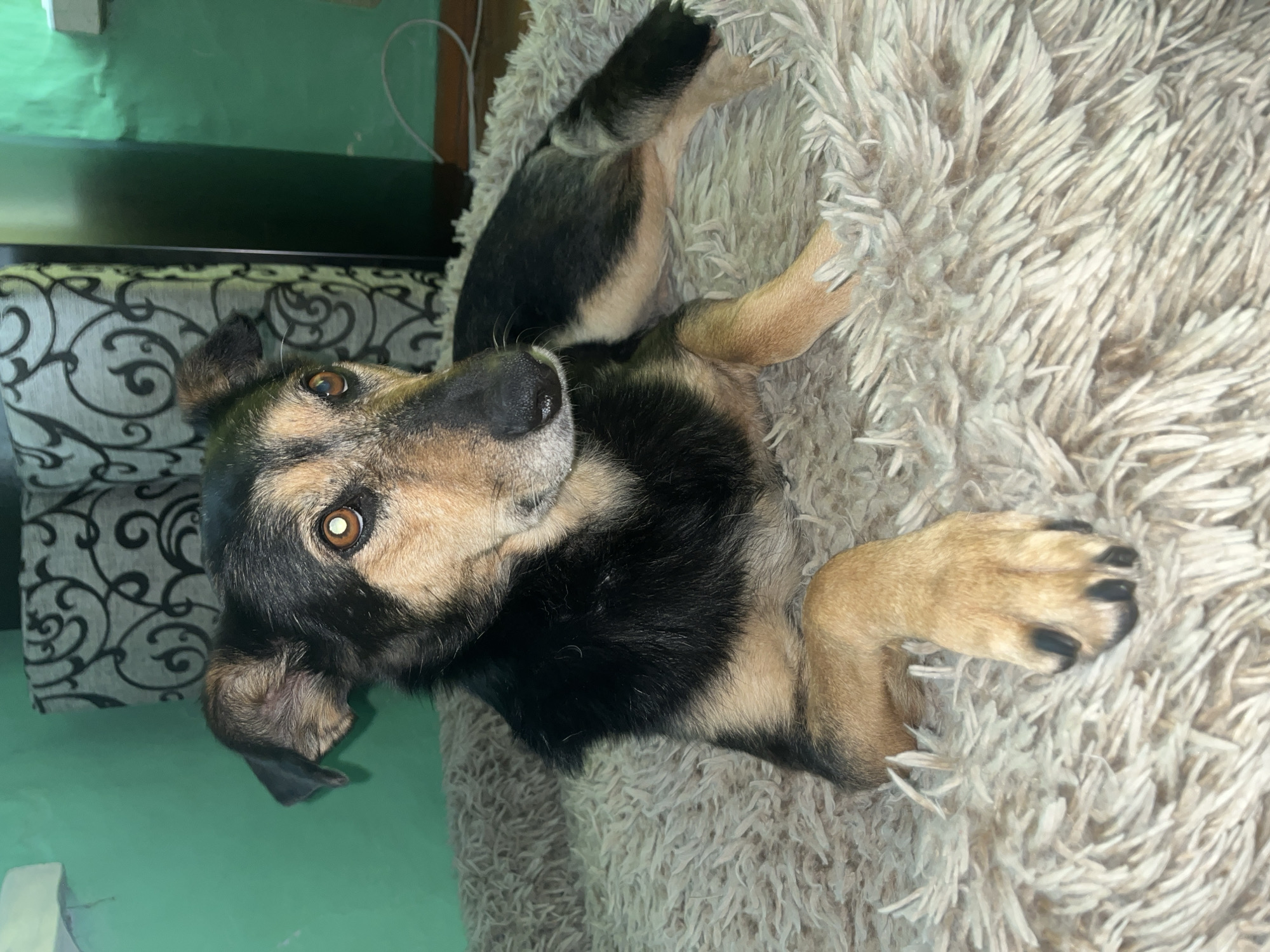 A medium-sized dog with black and tan fur lies on a fluffy, beige dog bed in what appears to be a domestic indoor setting. The dog is looking to the right of the frame with its head slightly tilted. The background consists of a green wall, a piece of furniture with a black and white patterned fabric, and a wooden floor. There is a white cord running along the floor near the wall. There is no indication of the city of Nizhny Tagil, Russia, or any other specific location.