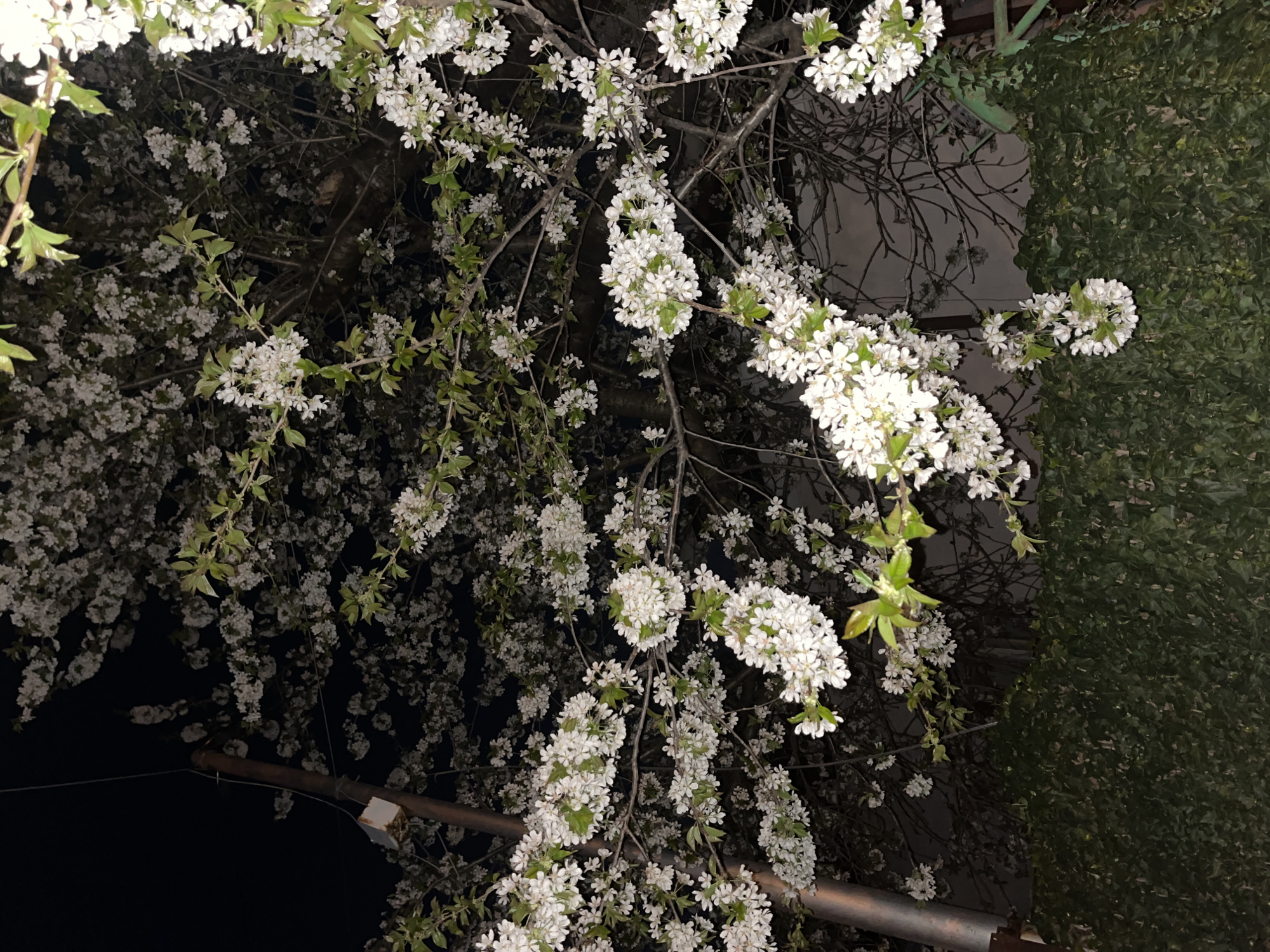 The image depicts a tree in bloom, with dense clusters of small white flowers and interspersed green leaves. The background is dark, suggesting nighttime, with a hint of green foliage and building structures visible. A metal pole is located in the lower part of the scene. The location is the city of Sofia, Bulgaria.