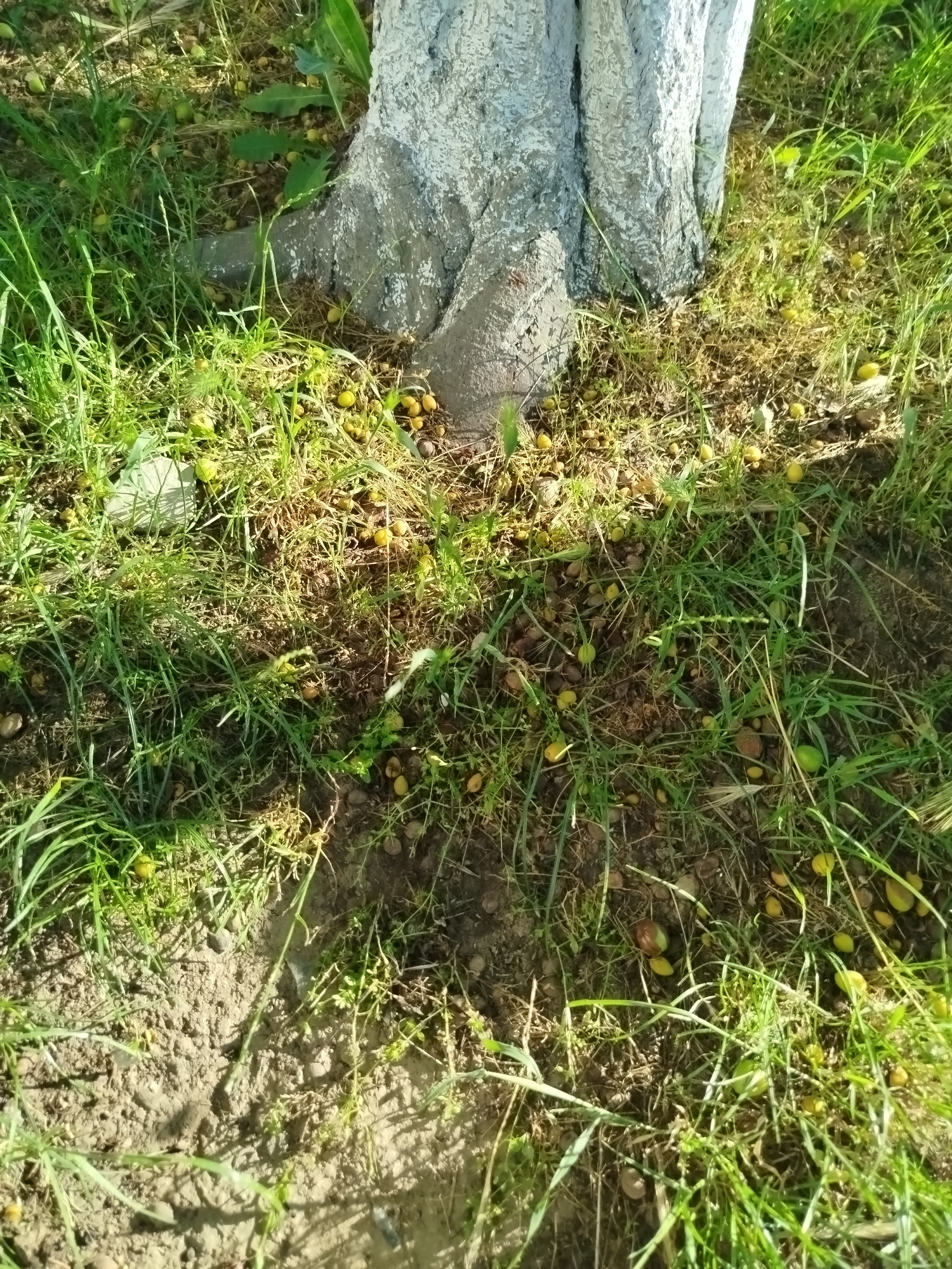 The image shows the base of a tree trunk, which is painted white, surrounded by grass and fallen, small, yellowish-green fruits. The ground is composed of soil and scattered debris, with sunlight casting dappled shadows through the grass and foliage. The scene appears to be outdoors, in an uncultivated area, possibly a park or garden. There are no people or animals visible in the image.