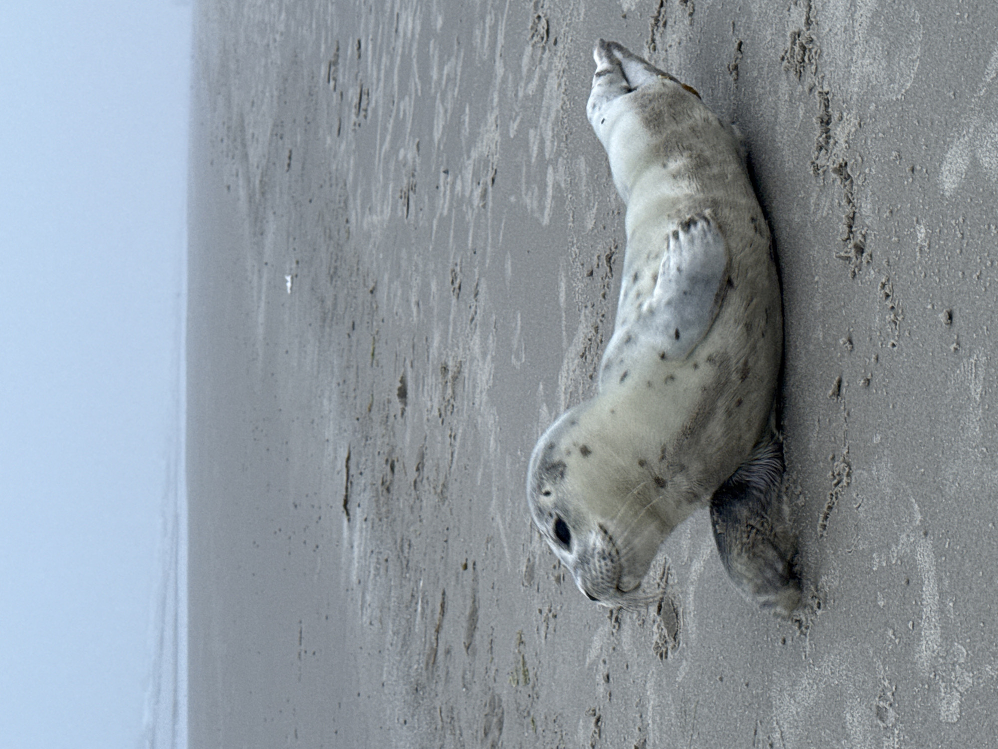 A young seal is lying on its side on a sandy beach. The seal is light grey with darker spots. Its flipper is extended in front of it. The beach is mostly flat with some ripples in the sand. In the background, the ocean and sky are a hazy grey. The image was taken in Langeoog, Germany.