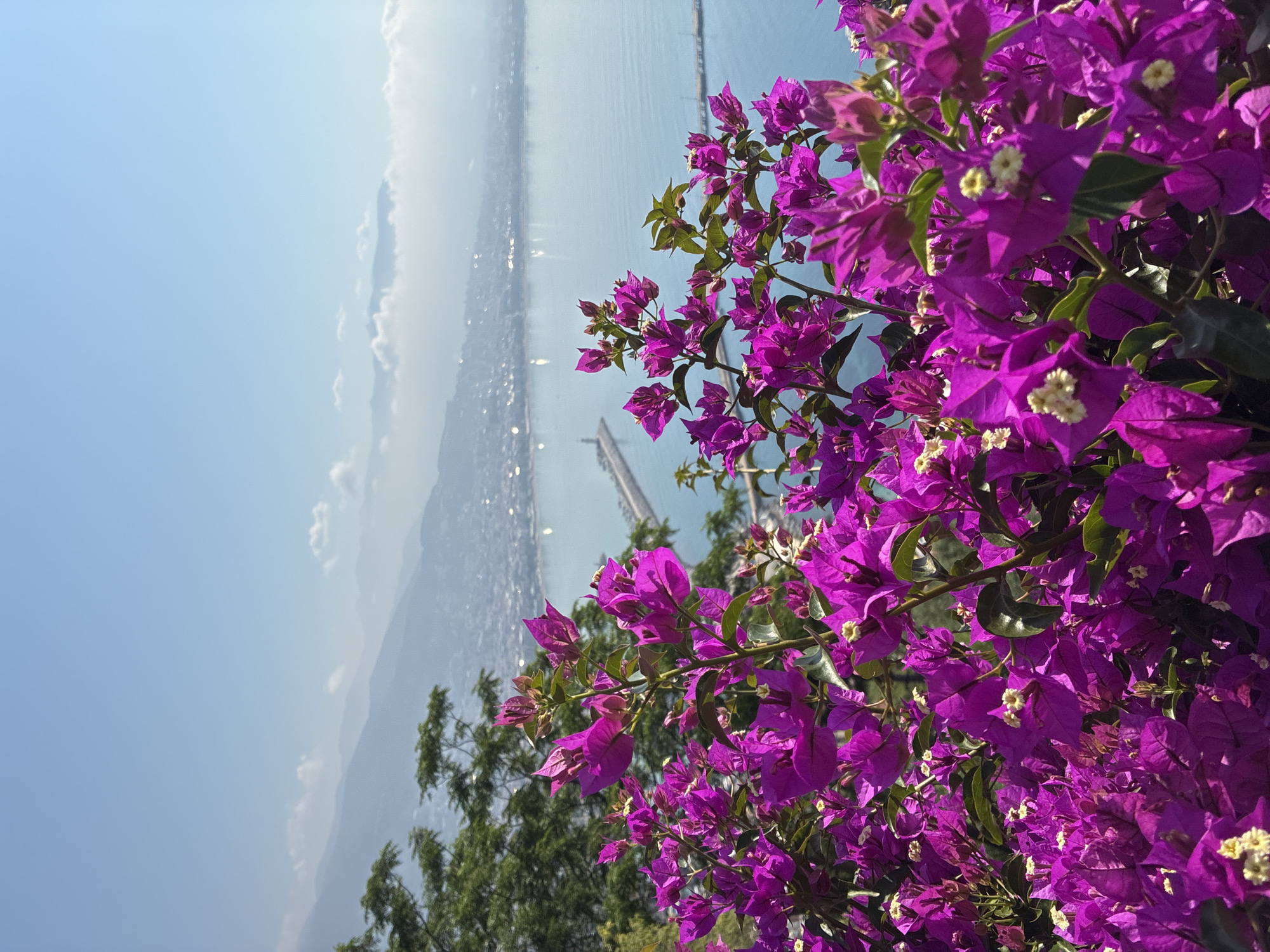 This image captures a vibrant foreground of fuchsia bougainvillea flowers with small white centers, set against a scenic backdrop of Alanya, Turkey. The flowers are in sharp focus, their petals appearing almost translucent in the bright sunlight. Behind the blooms, a hazy, expansive view unfolds, showcasing a coastal city nestled between rolling mountains and the shimmering blue sea.
In the distance, a long pier extends into the water, with a lighthouse visible at its end. The city itself is a blur of buildings, their lights twinkling faintly through the atmospheric haze. The mountains in the background are layered, with the furthest peaks fading into a soft, ethereal mist. The sky above is a clear, pale blue, with a few wispy clouds adding a touch of texture. The overall impression is one of natural beauty and a tranquil coastal vista.