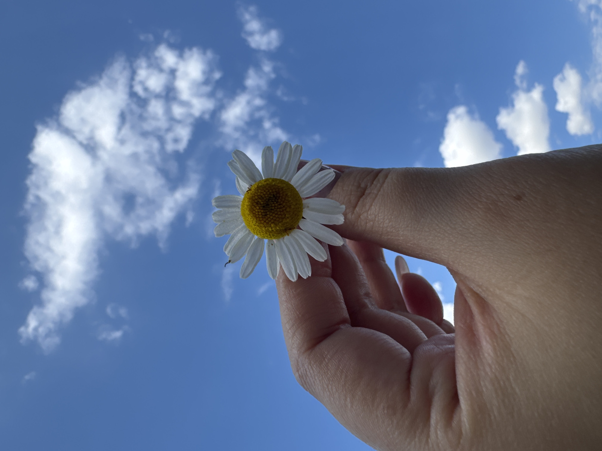 This is a close-up, low-angle shot of a hand holding a single daisy against a bright blue sky with scattered white clouds. The daisy is white with a yellow center and is positioned in the upper left quadrant of the frame, held between the thumb and forefinger of a person's hand. The hand is skin-toned with visible lines and texture. The sky takes up most of the frame, with the clouds appearing wispy and dynamic. The lighting suggests it is daytime, possibly late morning or early afternoon, with bright sunlight illuminating the scene. The overall impression is one of simplicity and a connection with nature. There is no visible text in the image.