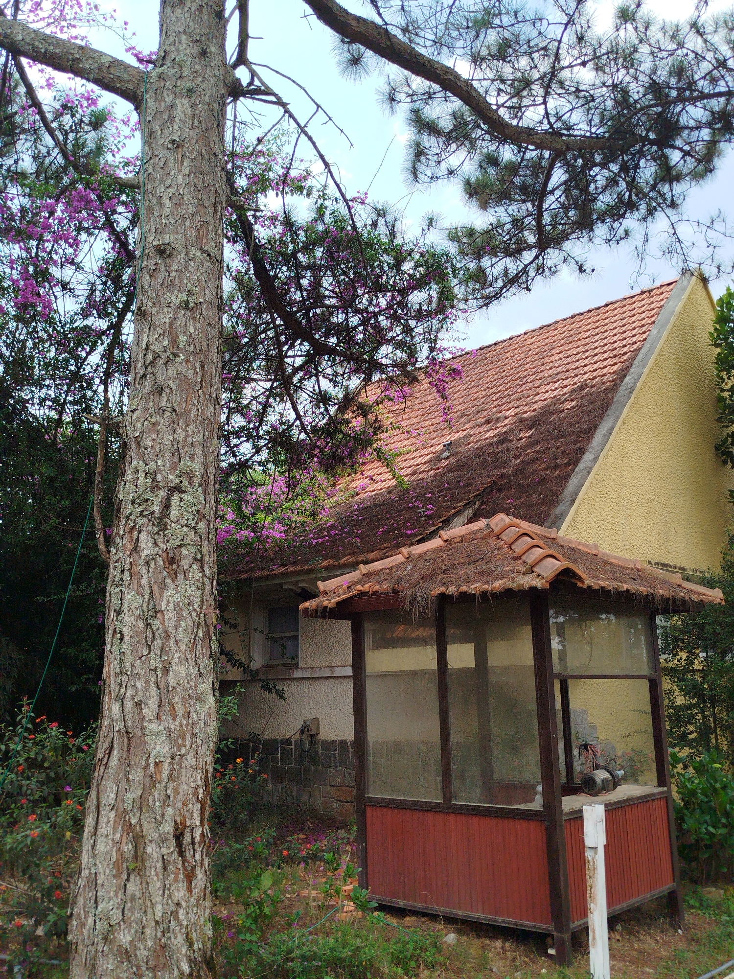 The image shows a small, enclosed structure with a red base and a roof of tiles and thatch. It appears to house some equipment, possibly mechanical. The structure is situated in an overgrown area, with vegetation surrounding it. Behind the structure is a building with a terracotta tile roof and a yellow stucco wall. The roof has purple flowers on it. A large tree with rough bark is in the foreground, partially obscuring the view. The scene seems to be outdoors in a natural, possibly garden-like setting. The location is in the city of Da Lat, Vietnam.