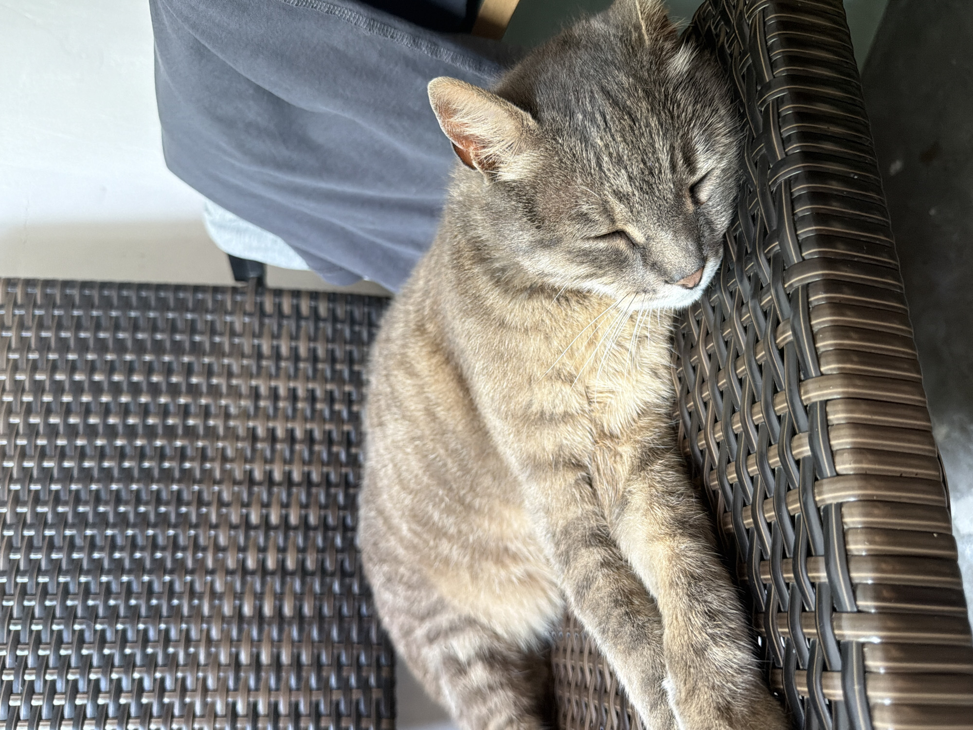A brown tabby cat is sleeping on a woven brown chair in Prosena, Bulgaria. The cat is lying on its side with its eyes closed and its head resting on its paws. The chair is made of a dark brown wicker material and has a woven pattern. In the background, there is a grey blanket draped over another chair. The environment appears to be outdoors, possibly on a porch or patio.